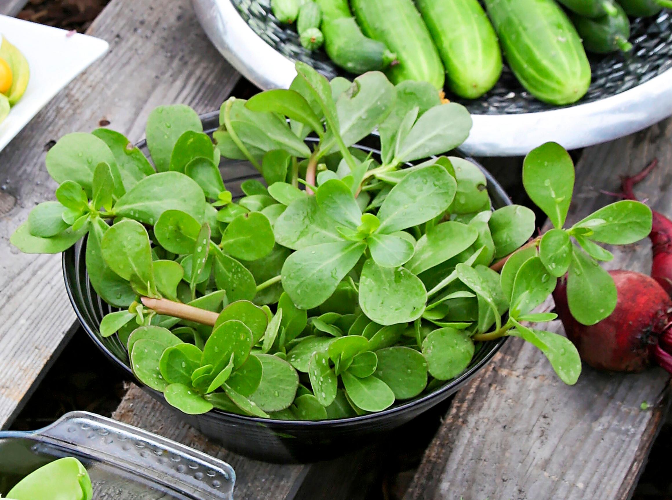 Purslane harvest in a bowl