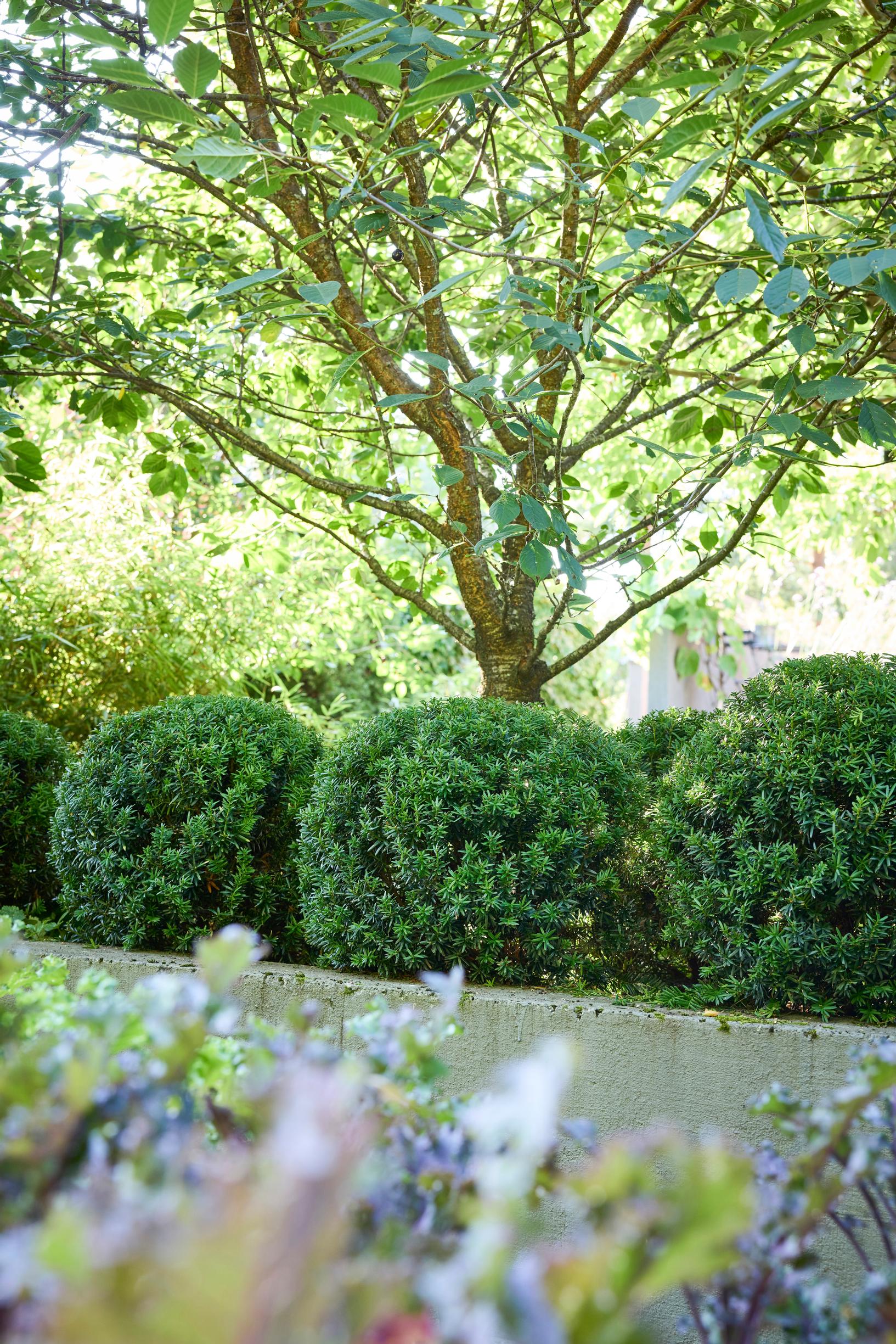 ‘Hillii’ yews have been trimmed into spheres.