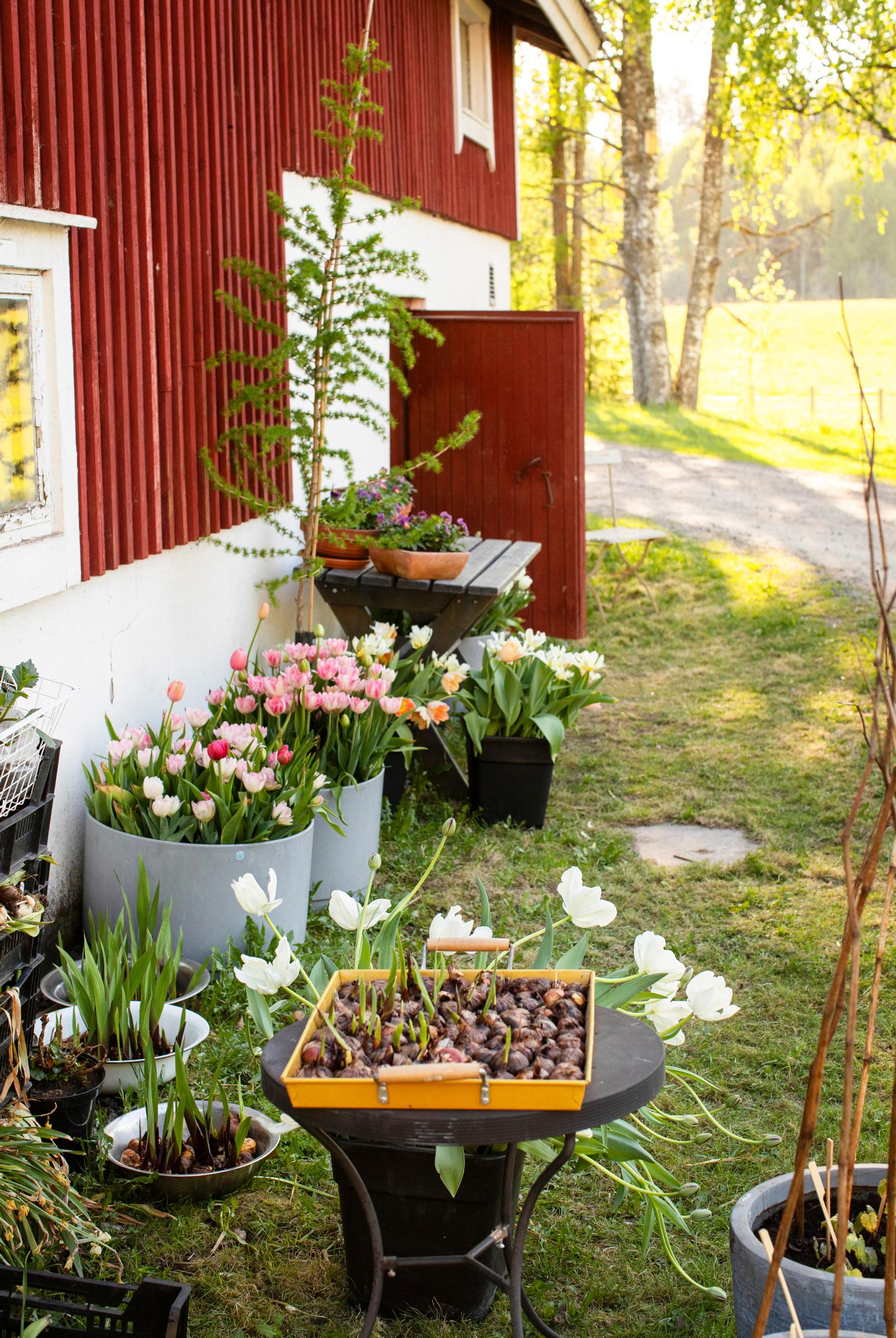 Tulip farming – growing cut tulips: