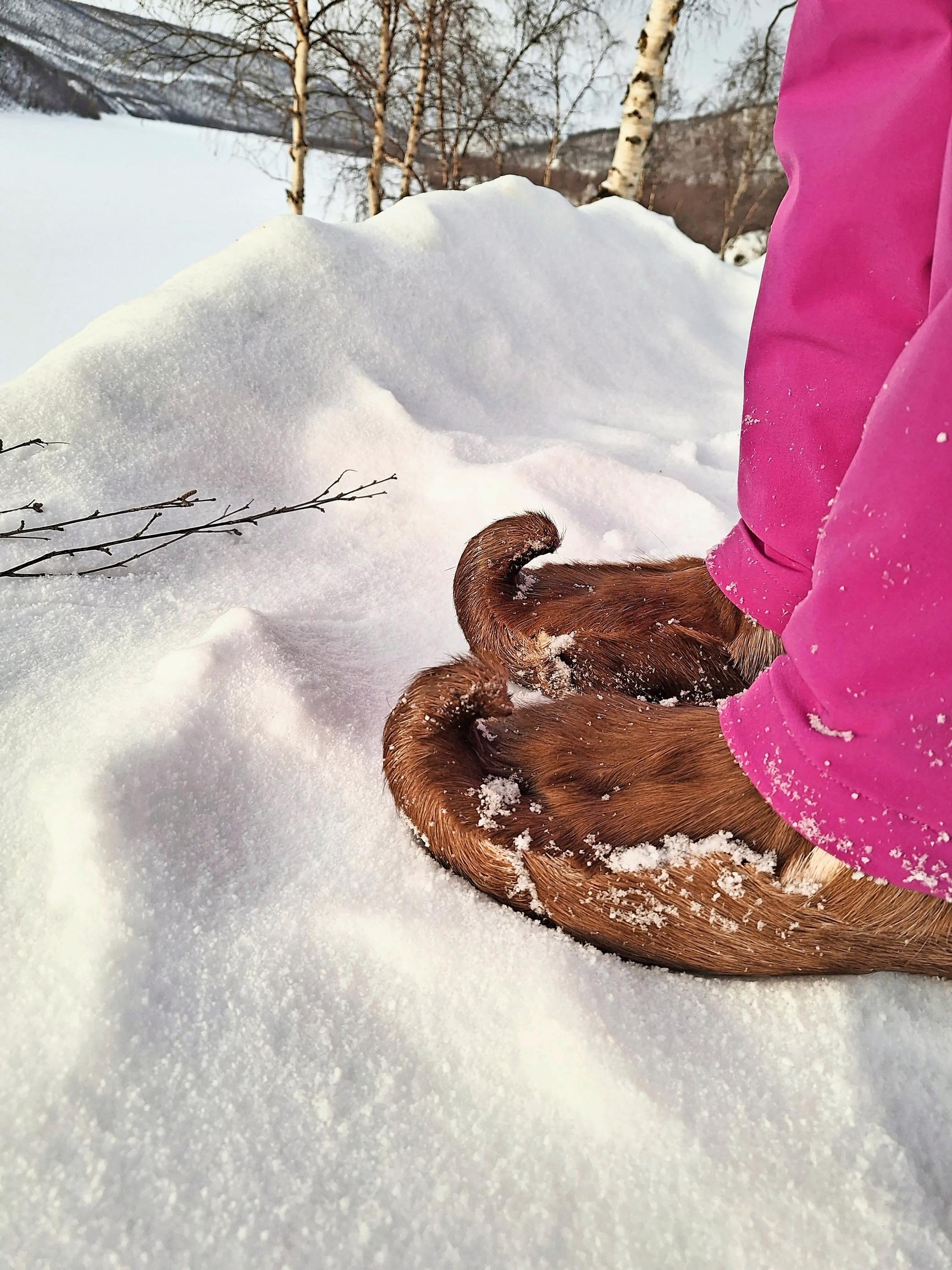 Sámi shoes in the snow