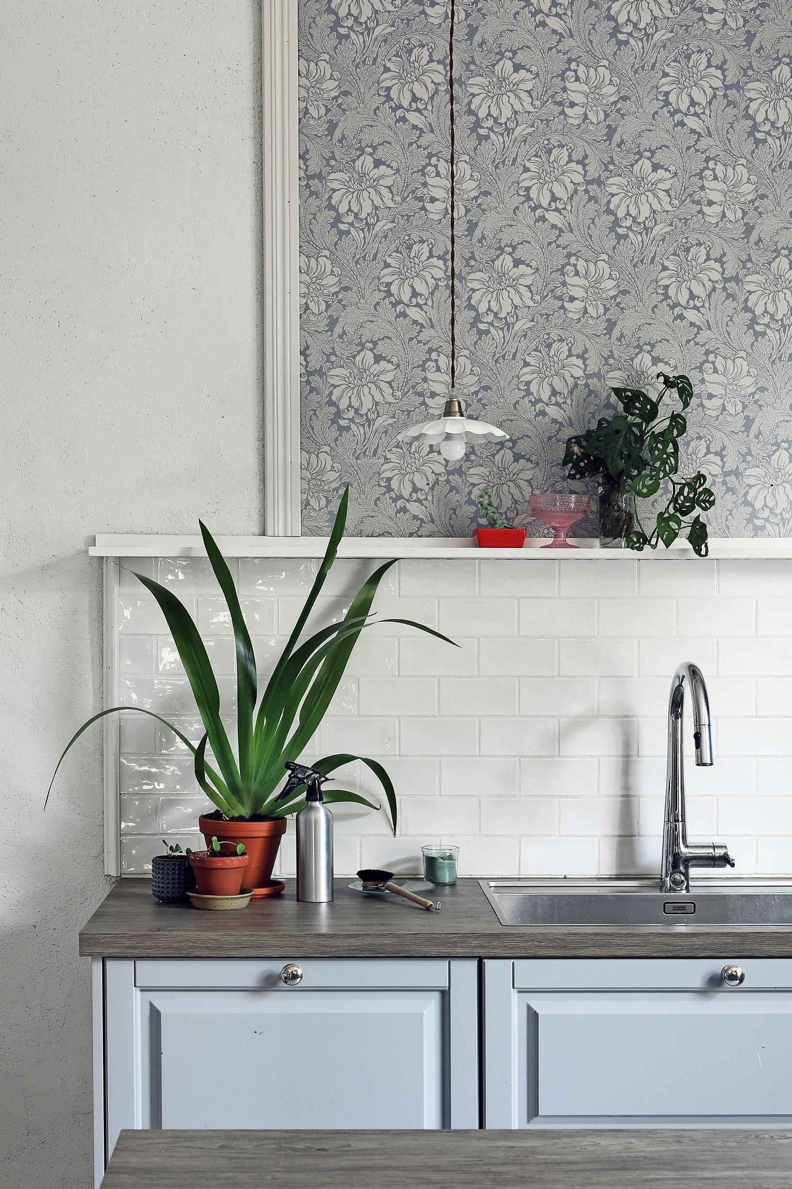 A photo of houseplants on the kitchen counter.