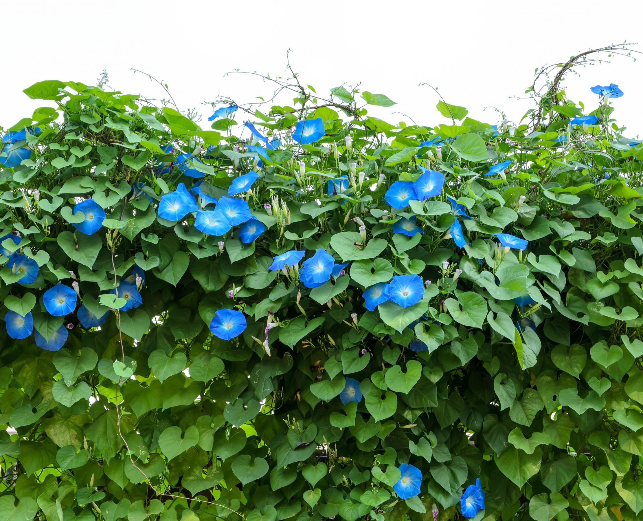 Blue morning glory