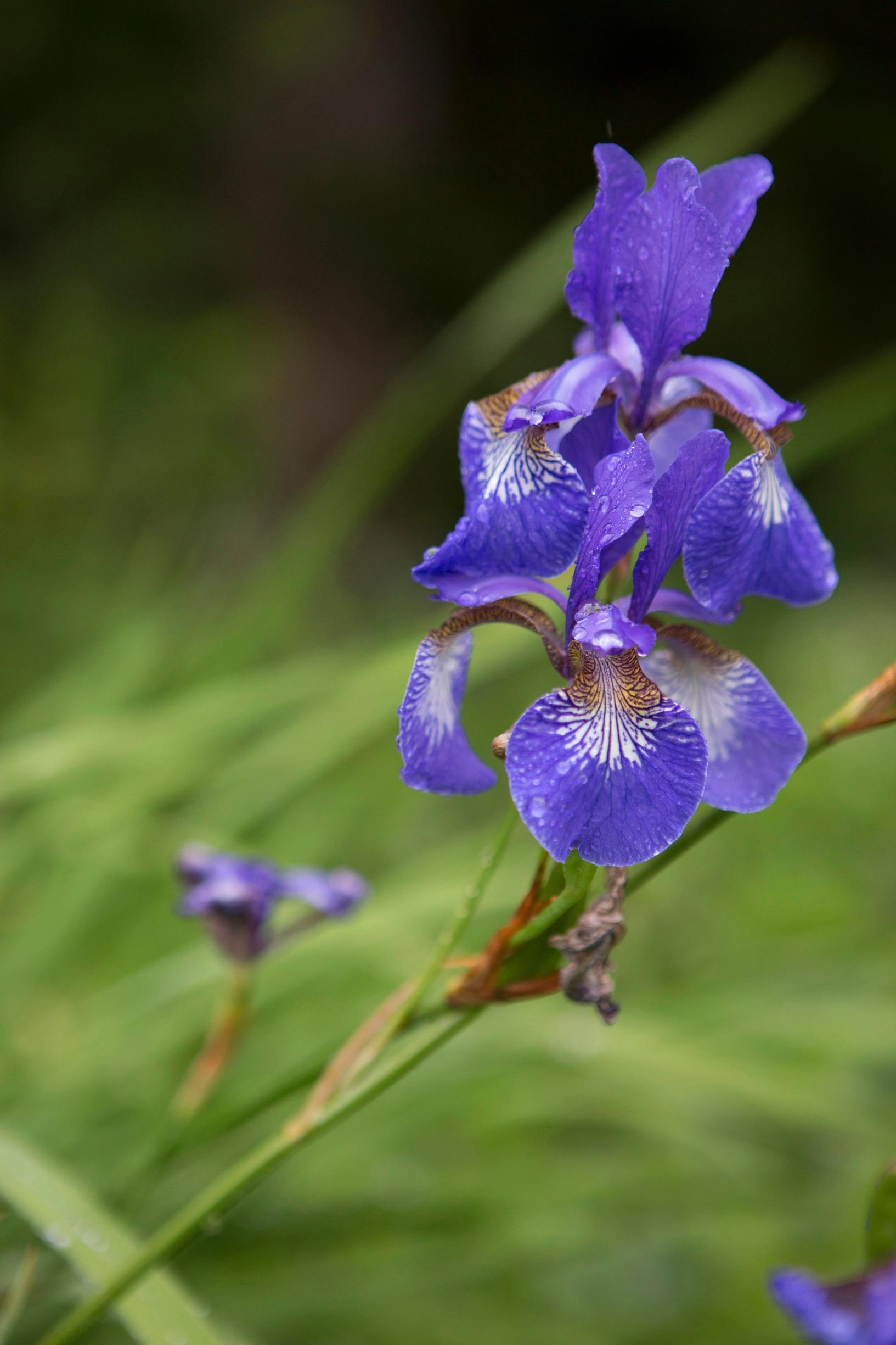 Easy grow perennial flowers