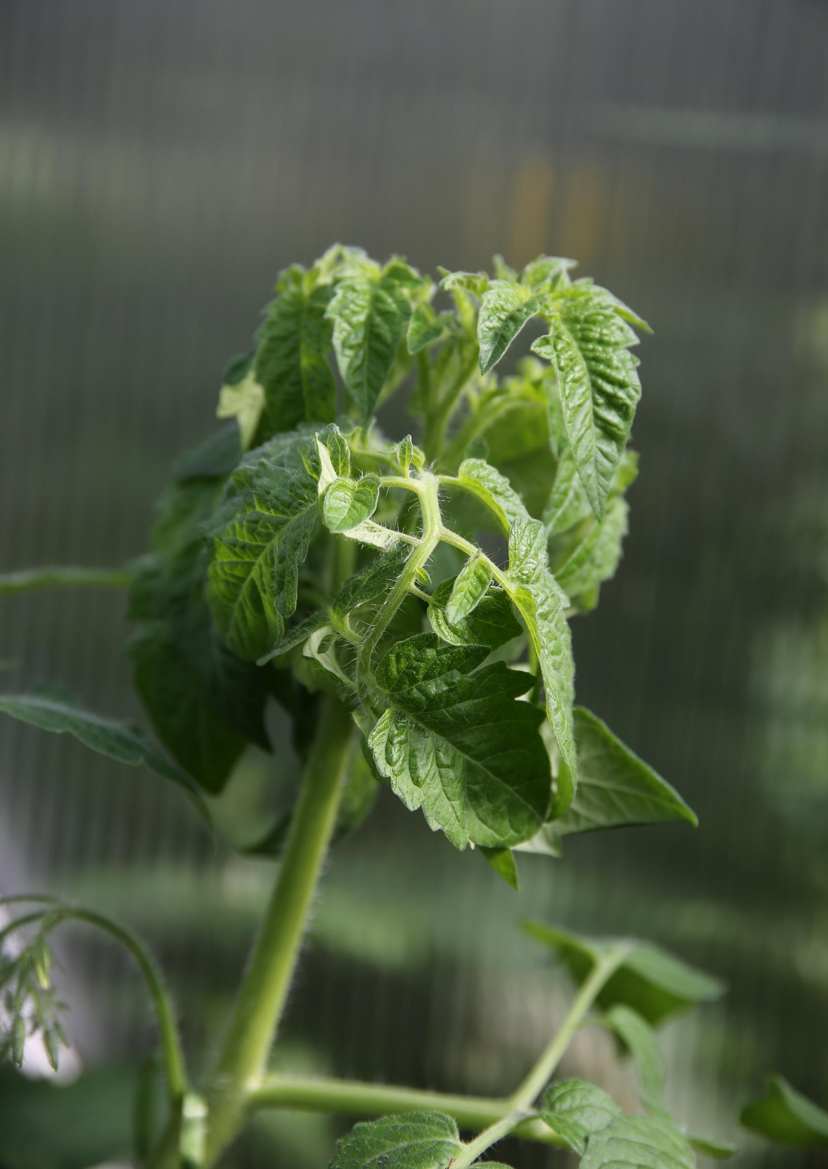 Tomato plant diseases