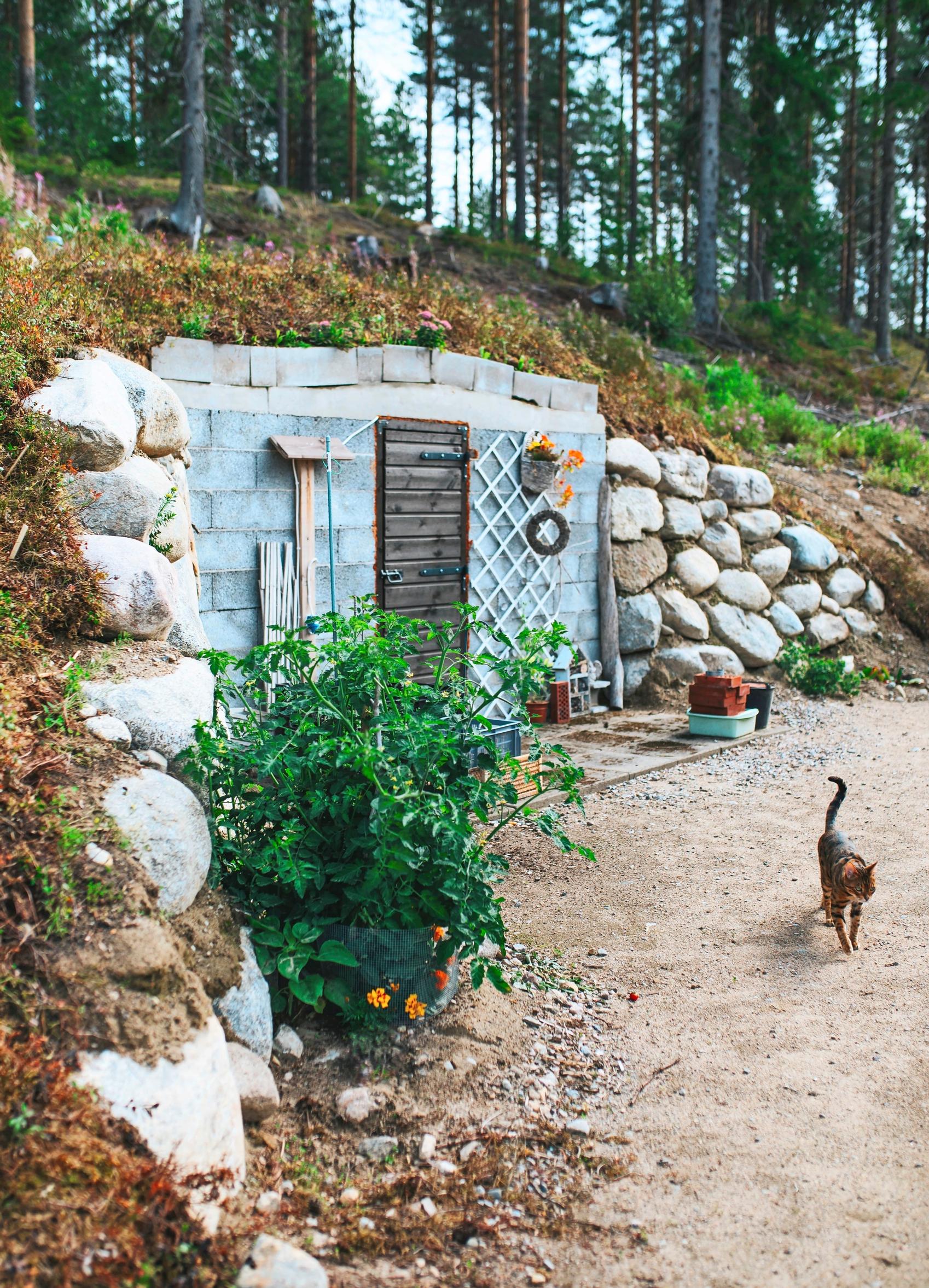 A cat in front of the root cellar