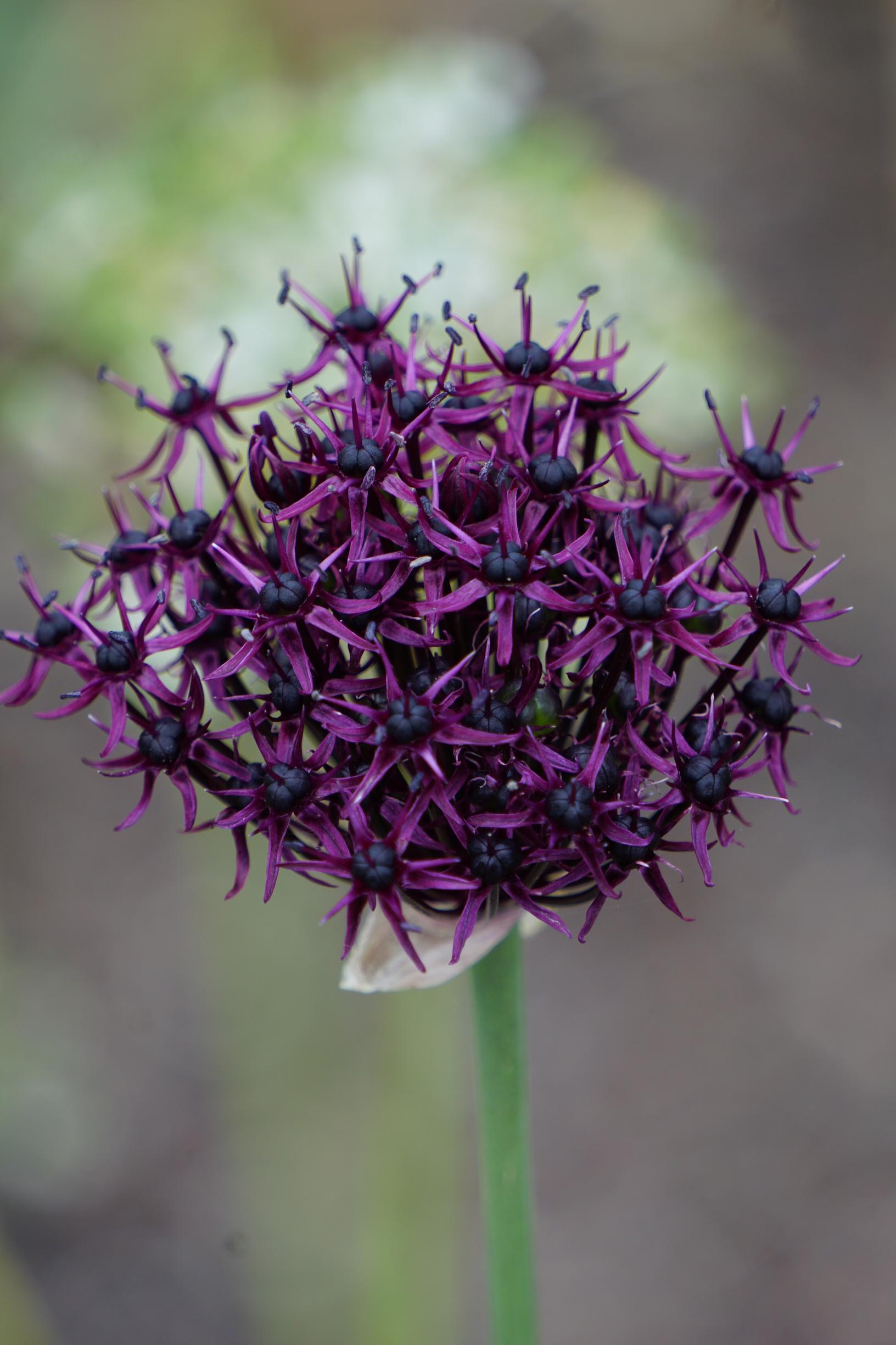 Allium atropurpureum