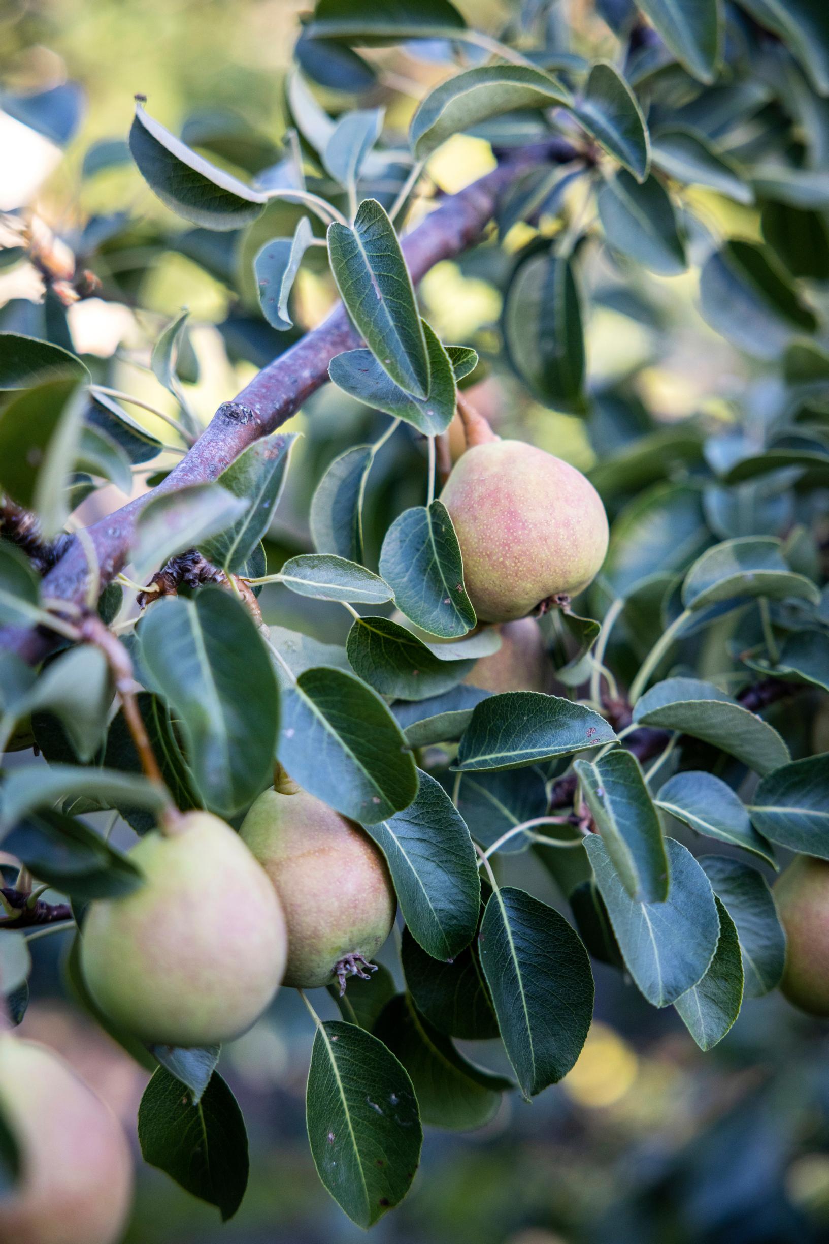 A pear tree in the garden.