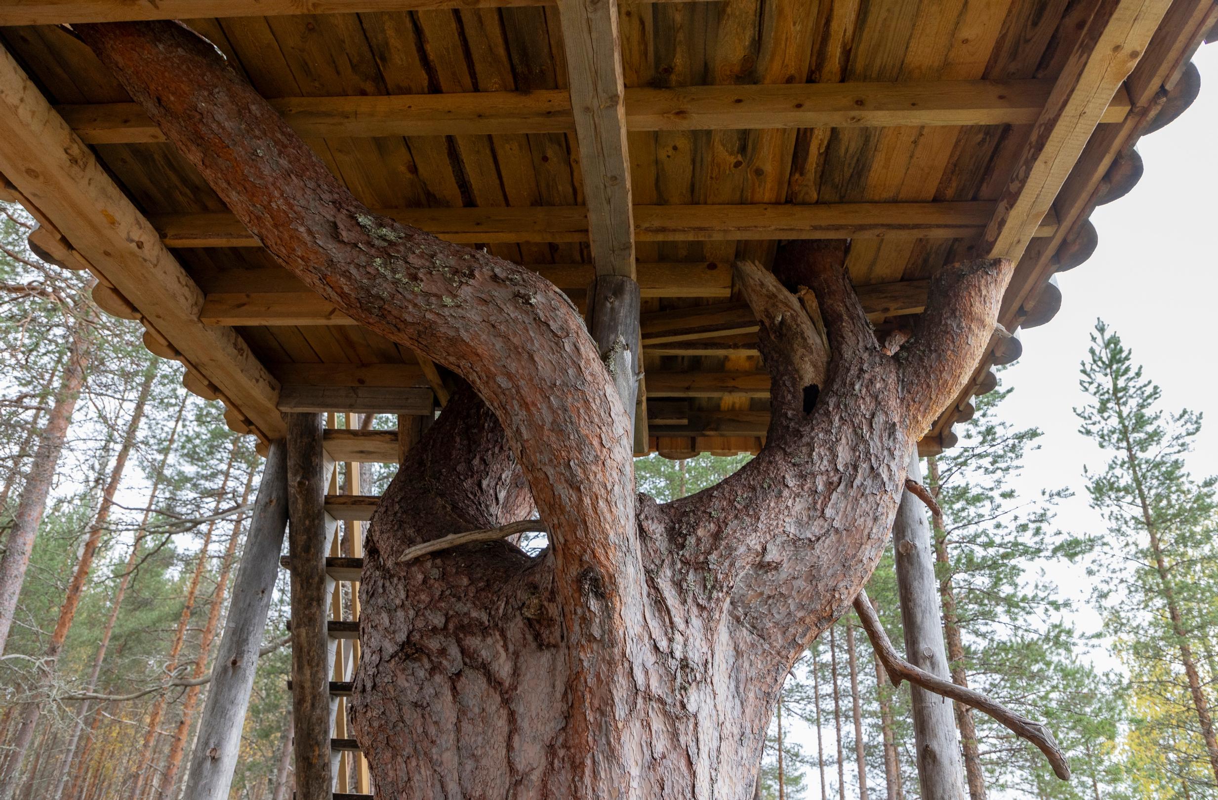 A massive pine trunk whose branches rise through the floor of the treehouse, surrounded by forest