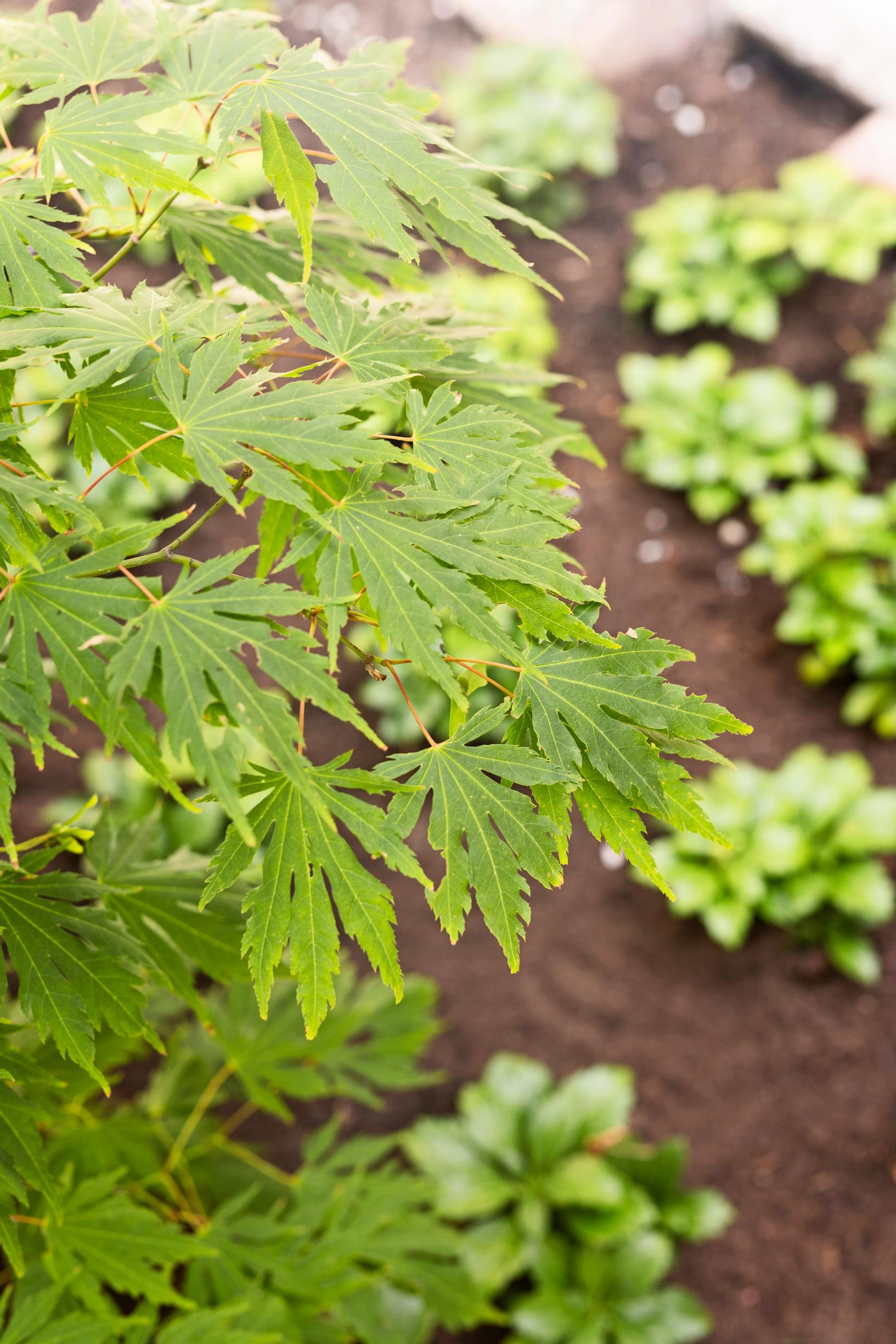 japanese garden: hokkaido maple.