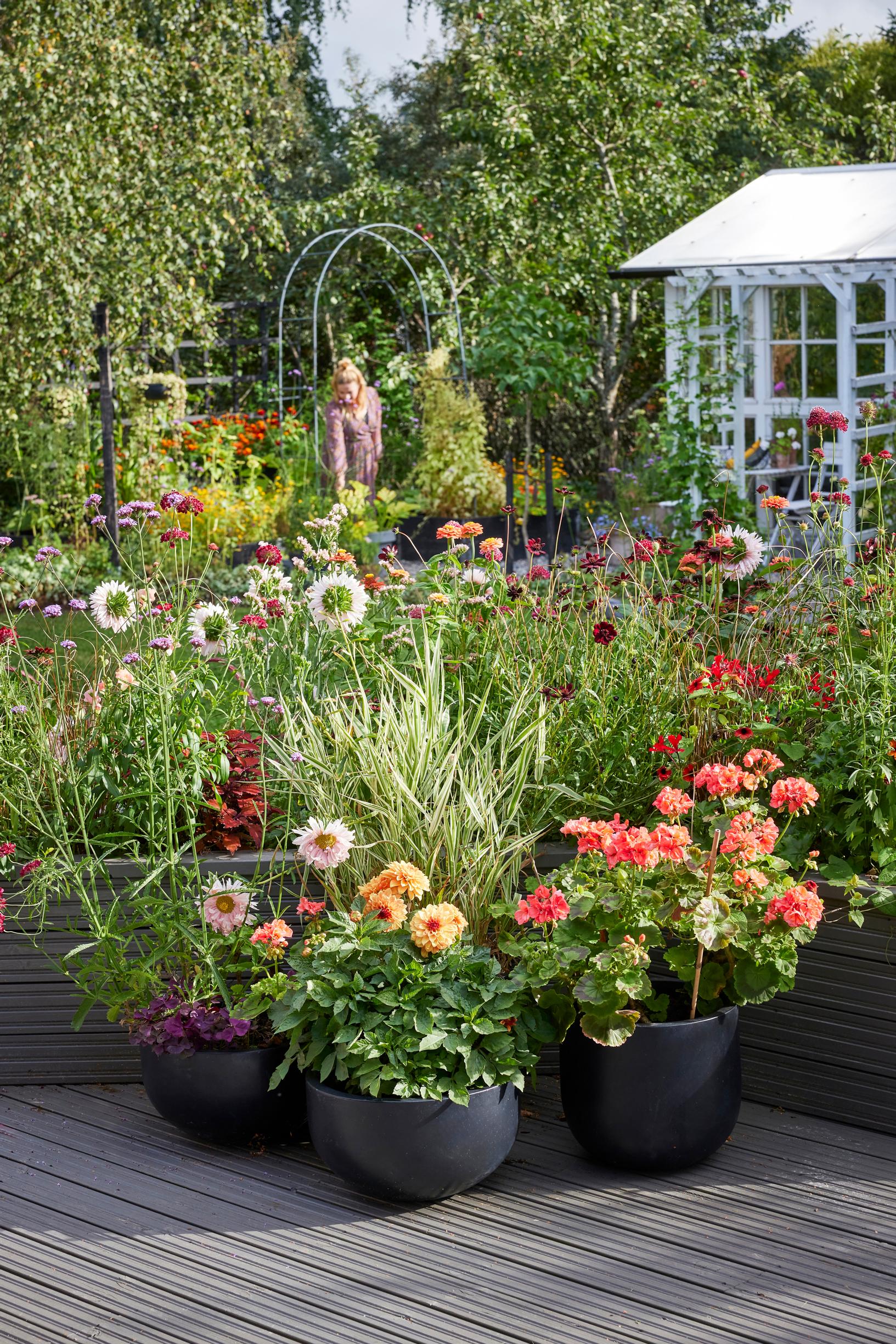 In front of the planter boxes grow tall verbena, geranium, dahlia, and the perennial variegated reed grass.