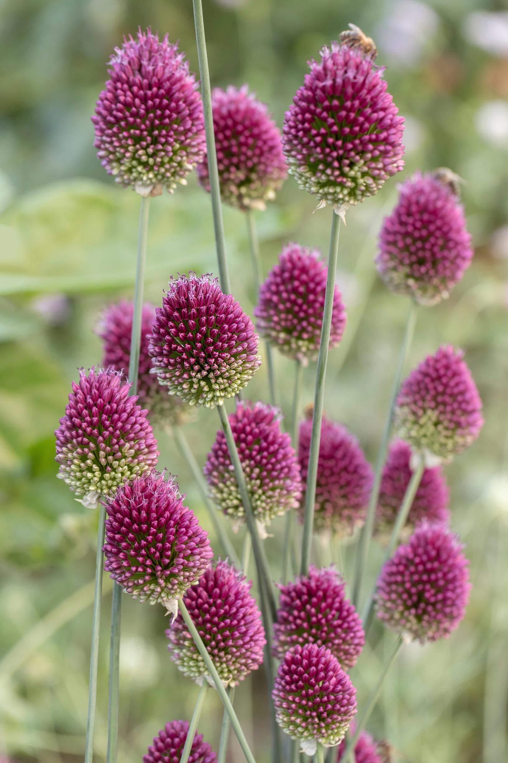 Round-headed leek