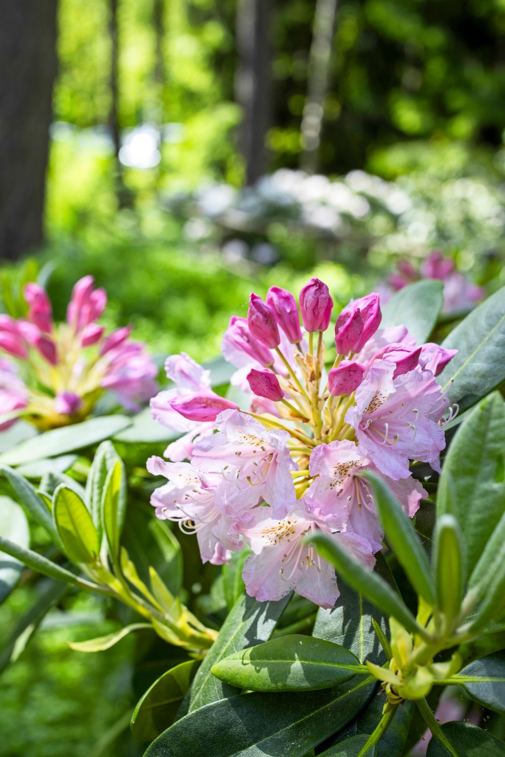 The best rhododendrons were propagated