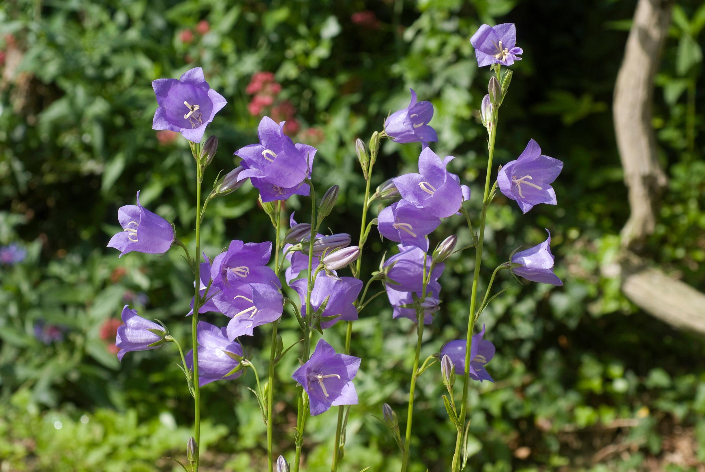 Peach-leaved bellflower blooms in July.
