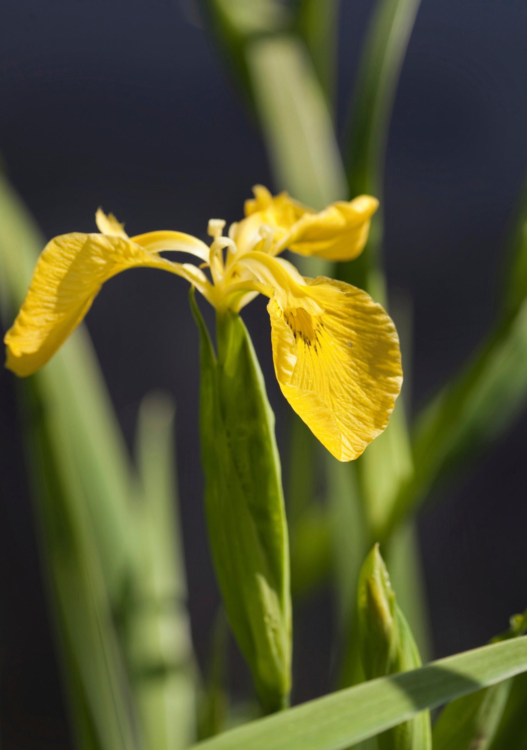 Yellow iris