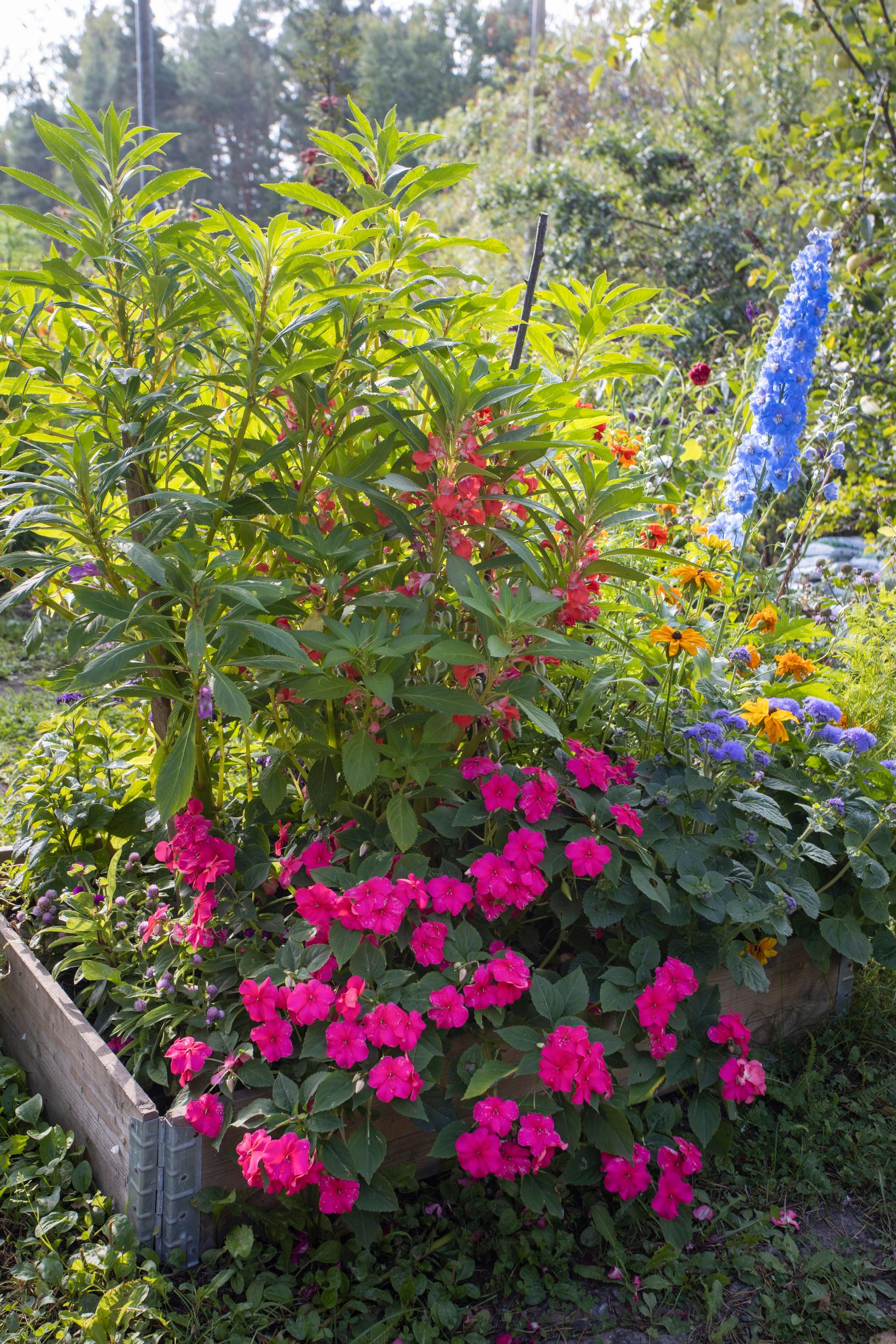 Impatiens, garden balsam, and delphinium