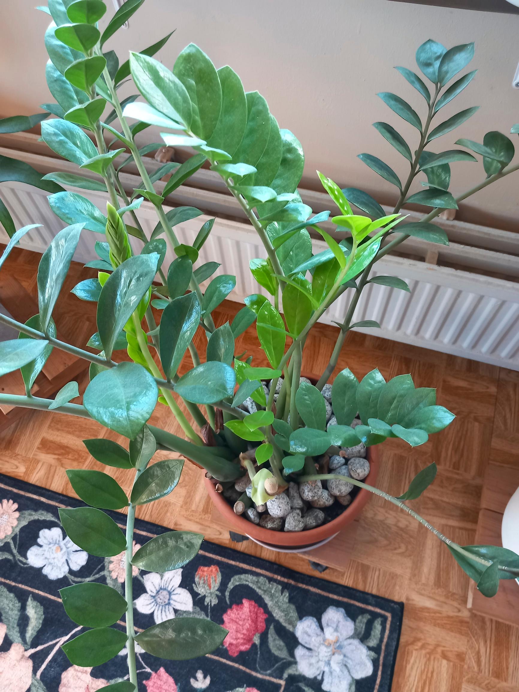 Zanzibar gem in bloom