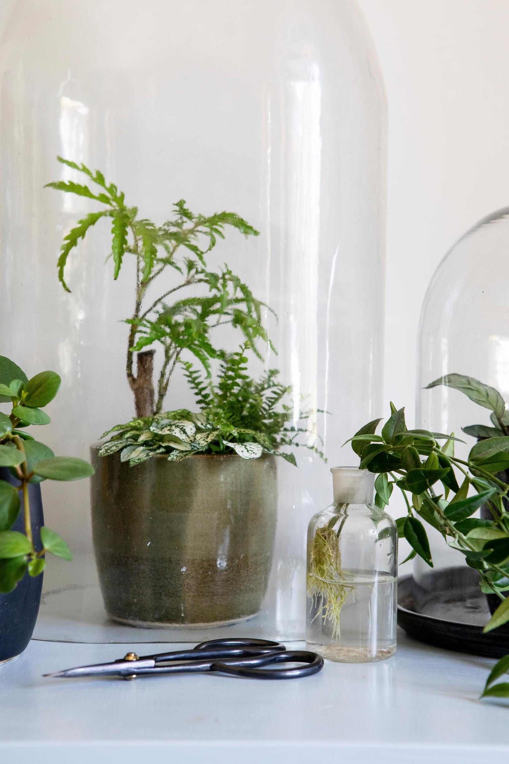Multiple houseplants in one pot