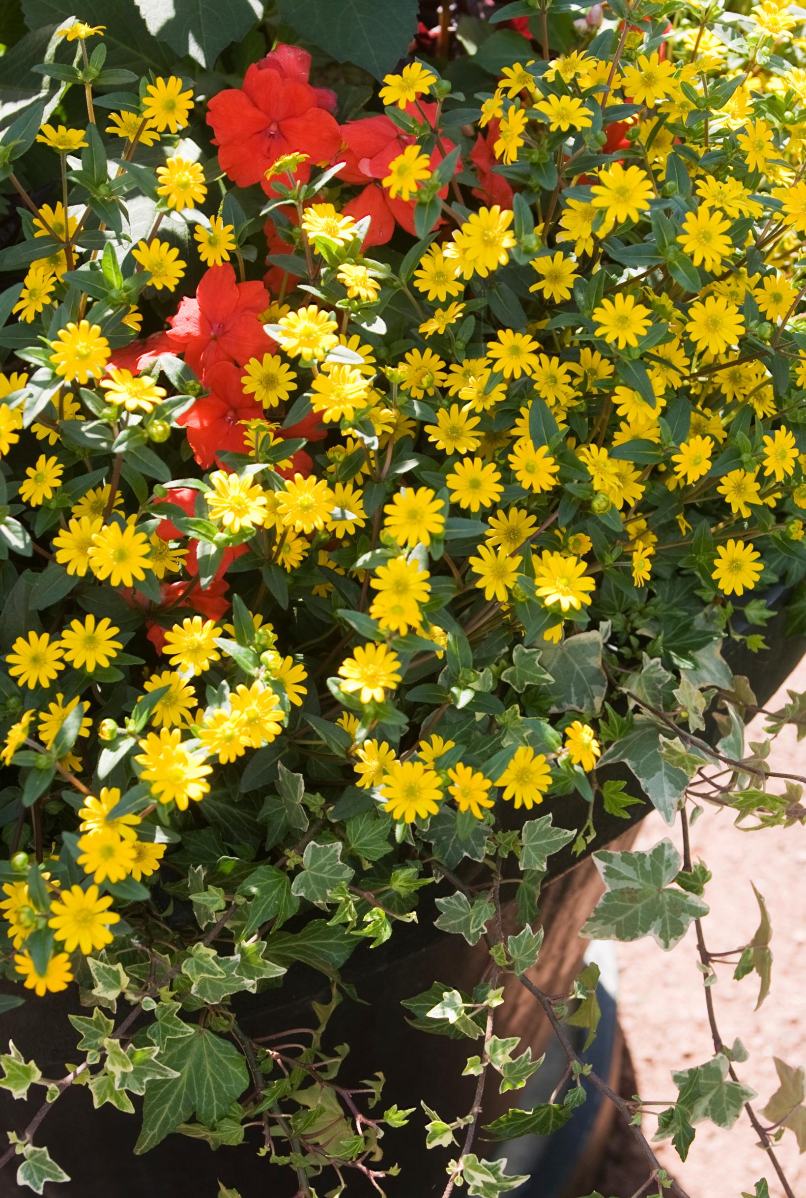 creeping zinnia