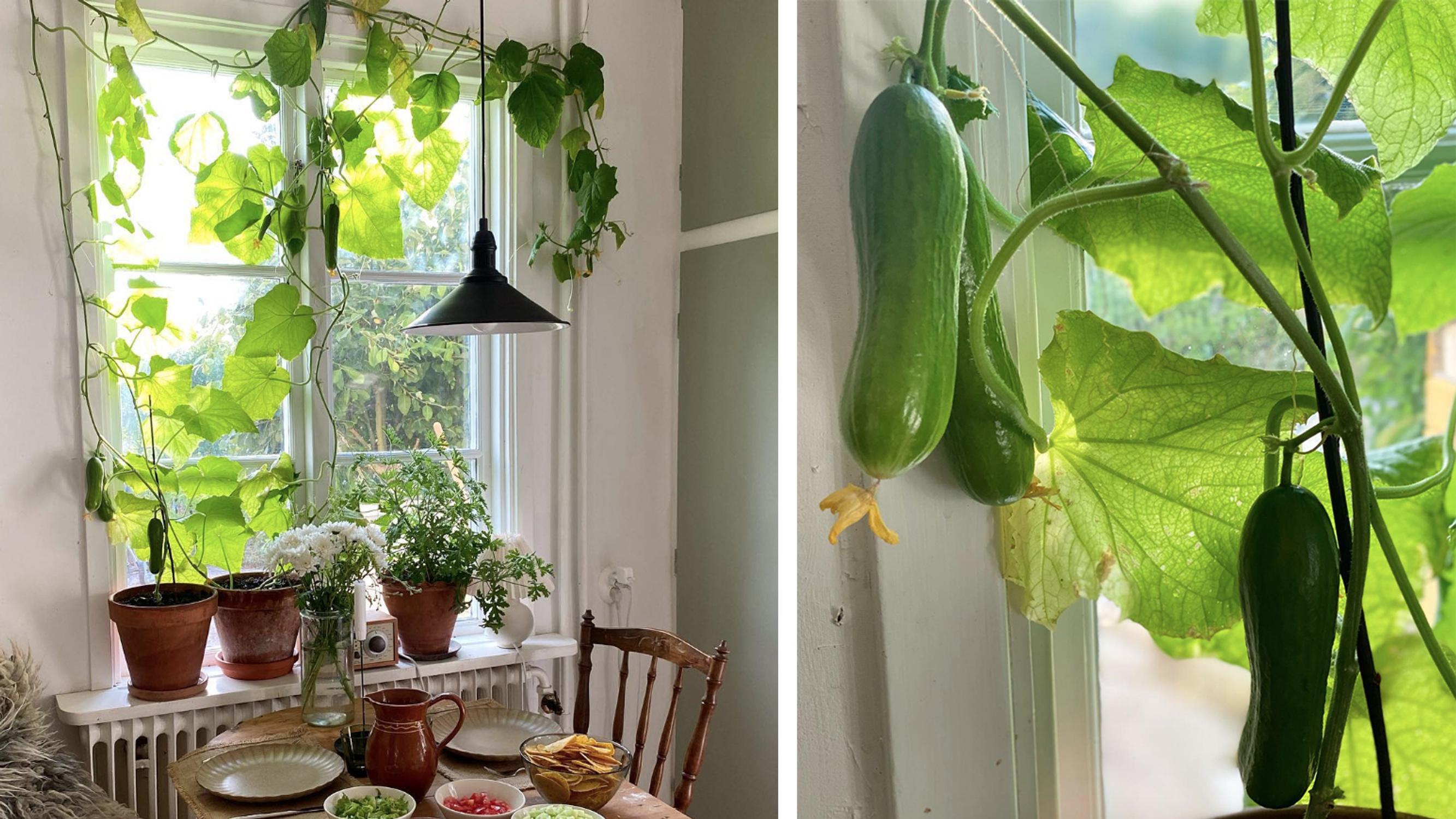 Grow your own windowsill cucumbers: how one gardener harvested 50+ cucumbers from her kitchen