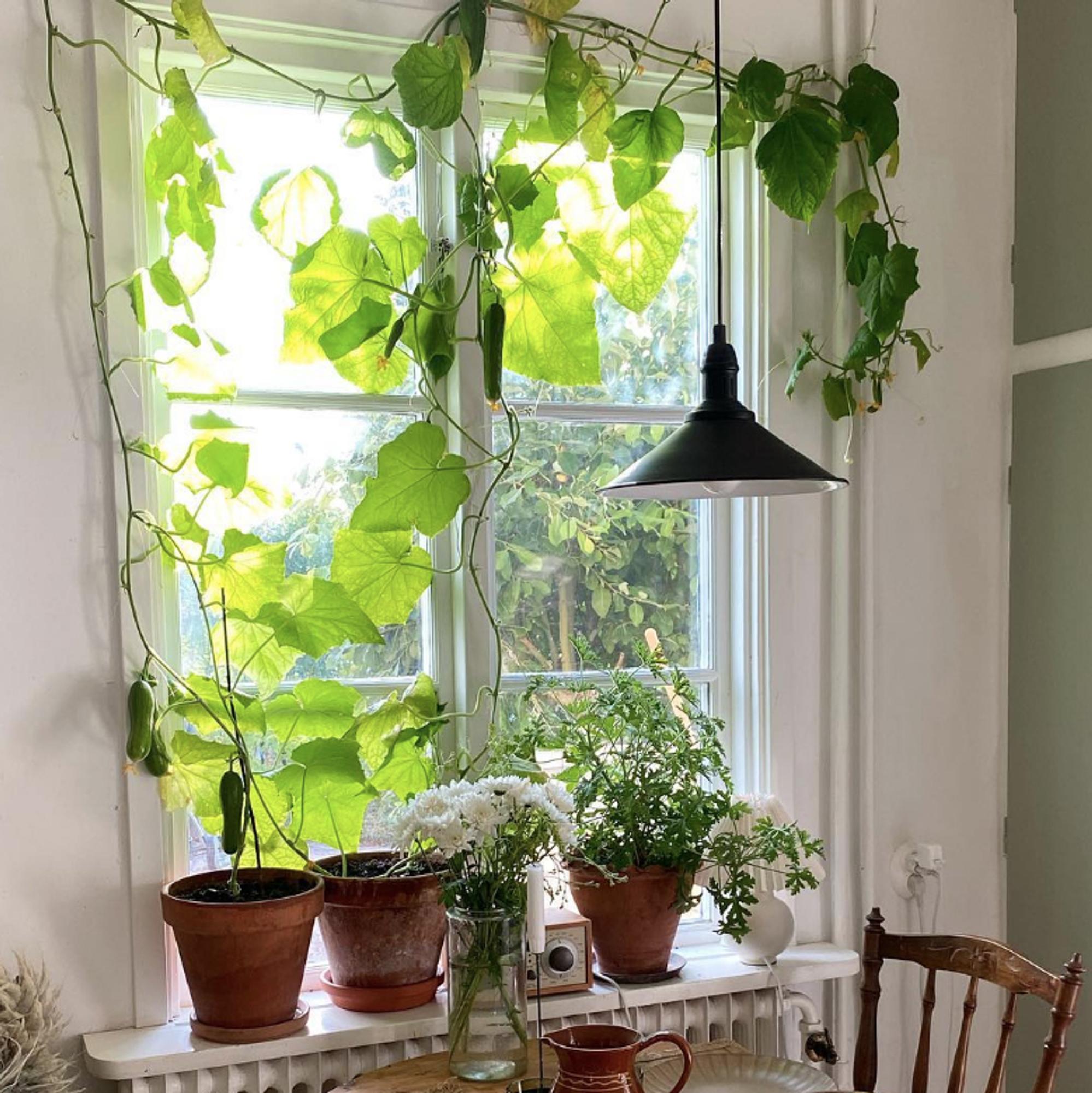 Grow your own windowsill cucumbers: how one gardener harvested 50+ cucumbers from her kitchen