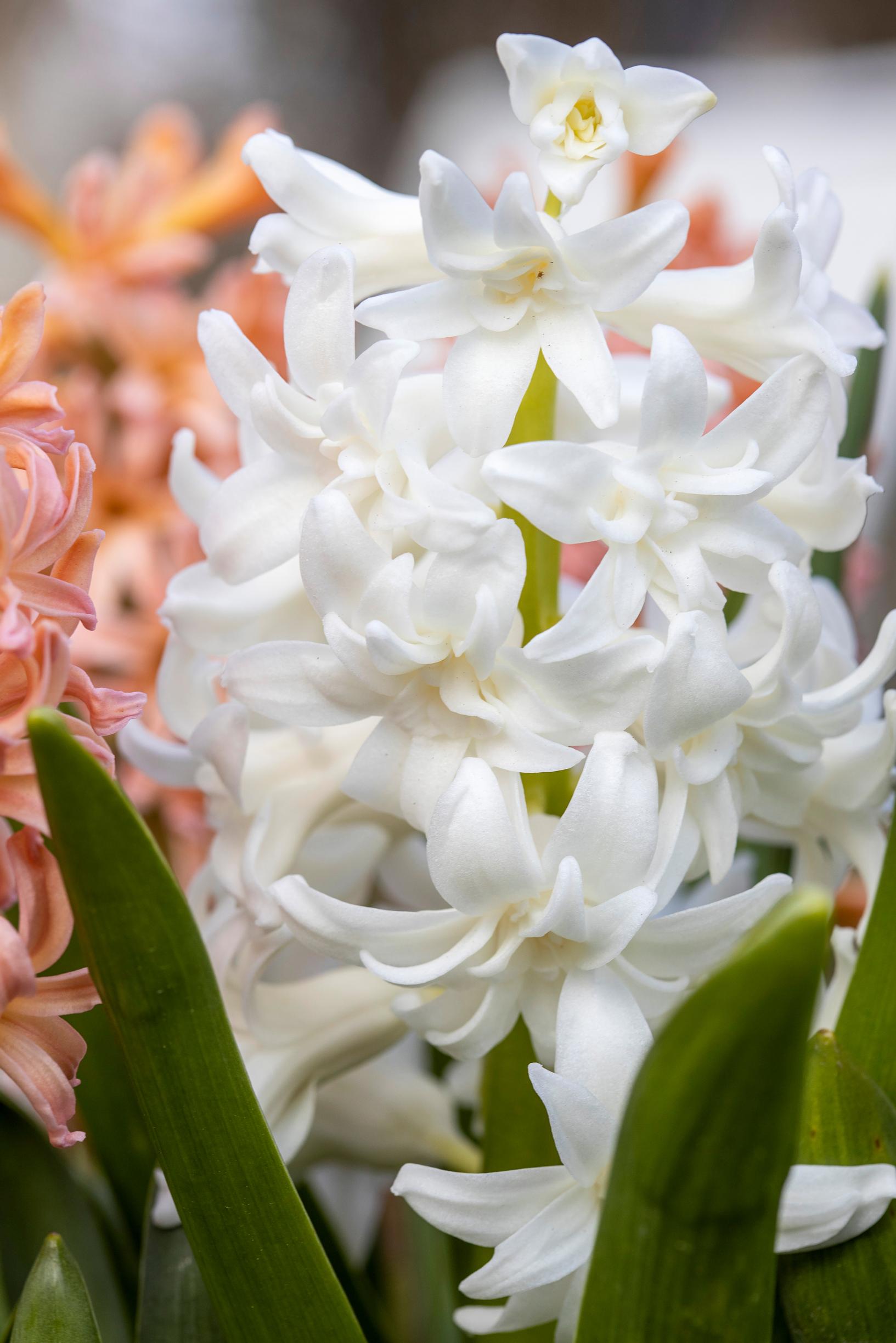 ‘Snow Crystal’ hyacinth