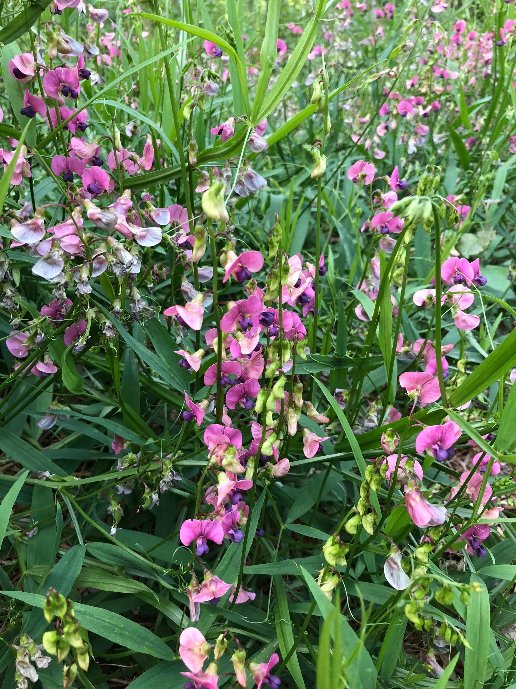 Narrow-leaved everlasting pea