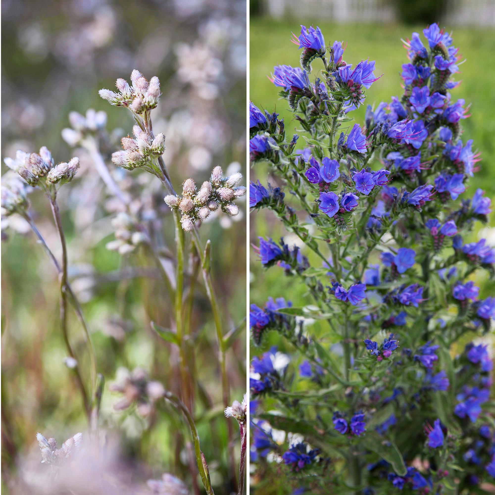 Six Finnish wildflowers that bloom in June—and dazzle in the garden, too