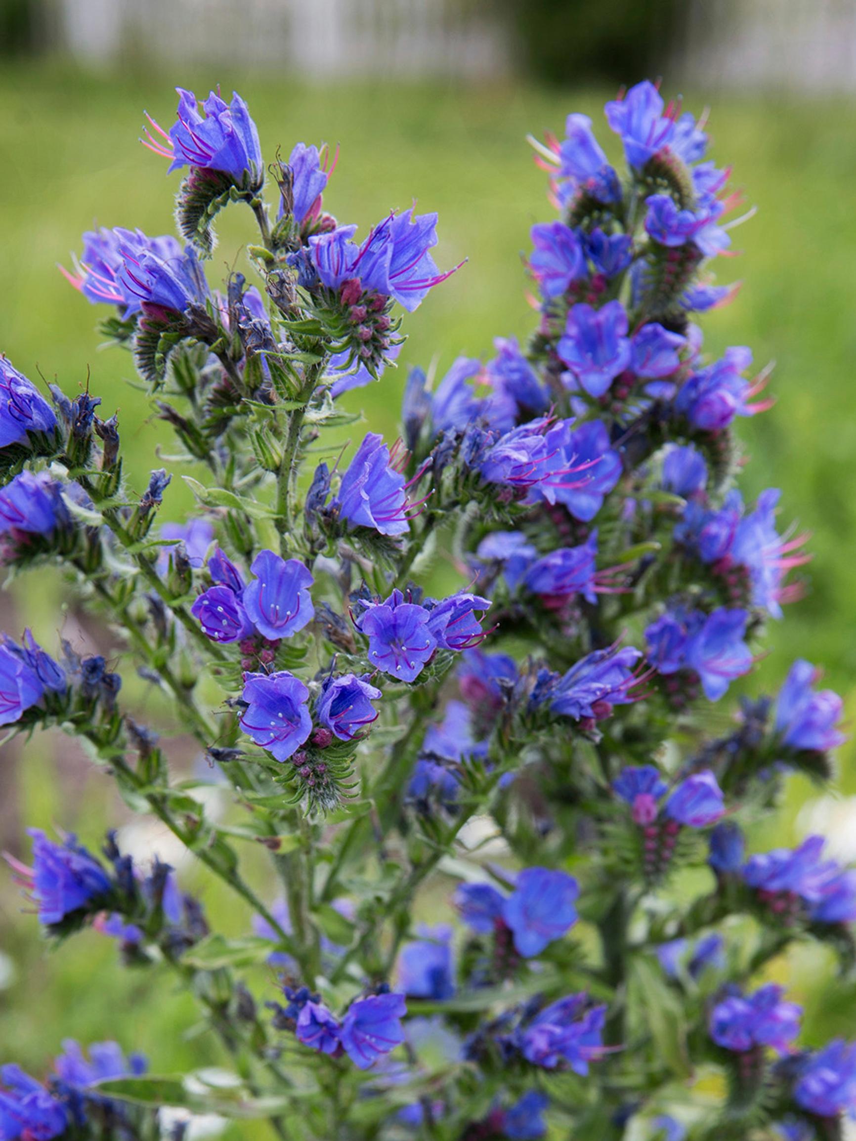 Six Finnish wildflowers that bloom in June—and dazzle in the garden, too