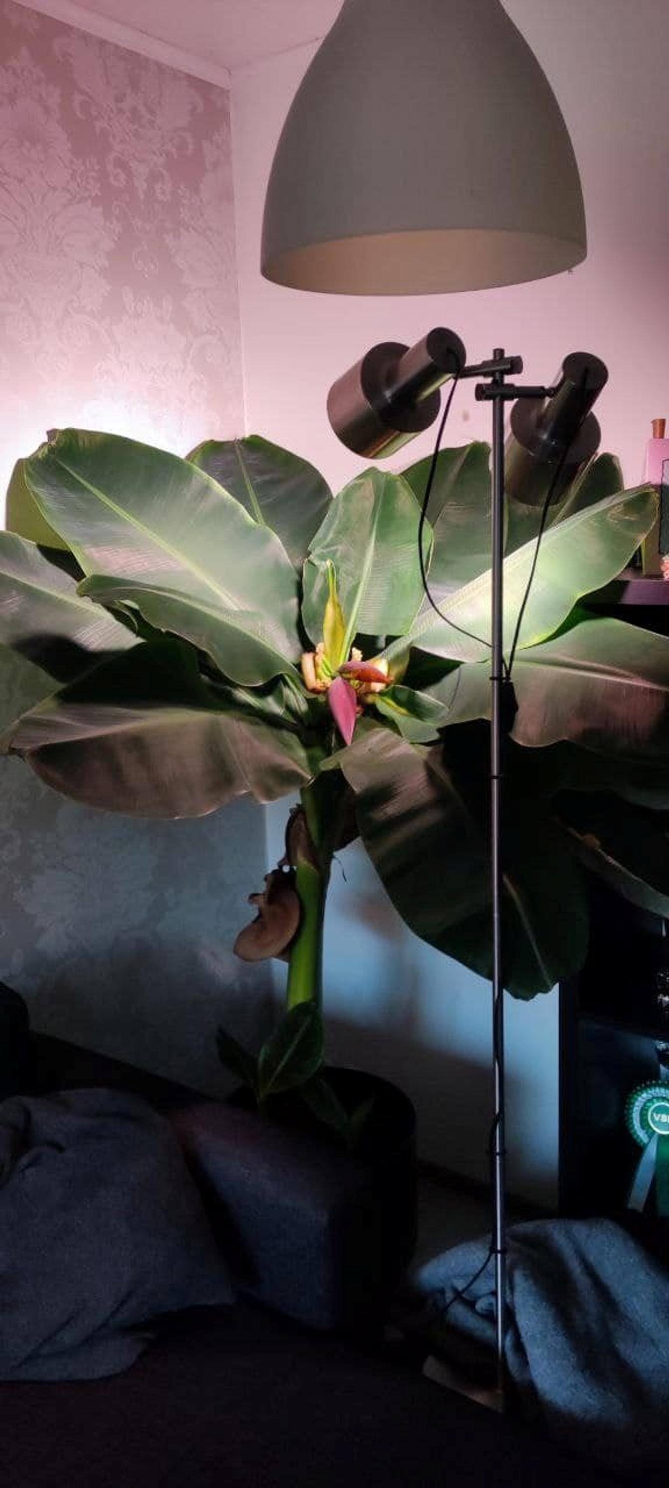 Banana houseplant and grow lights