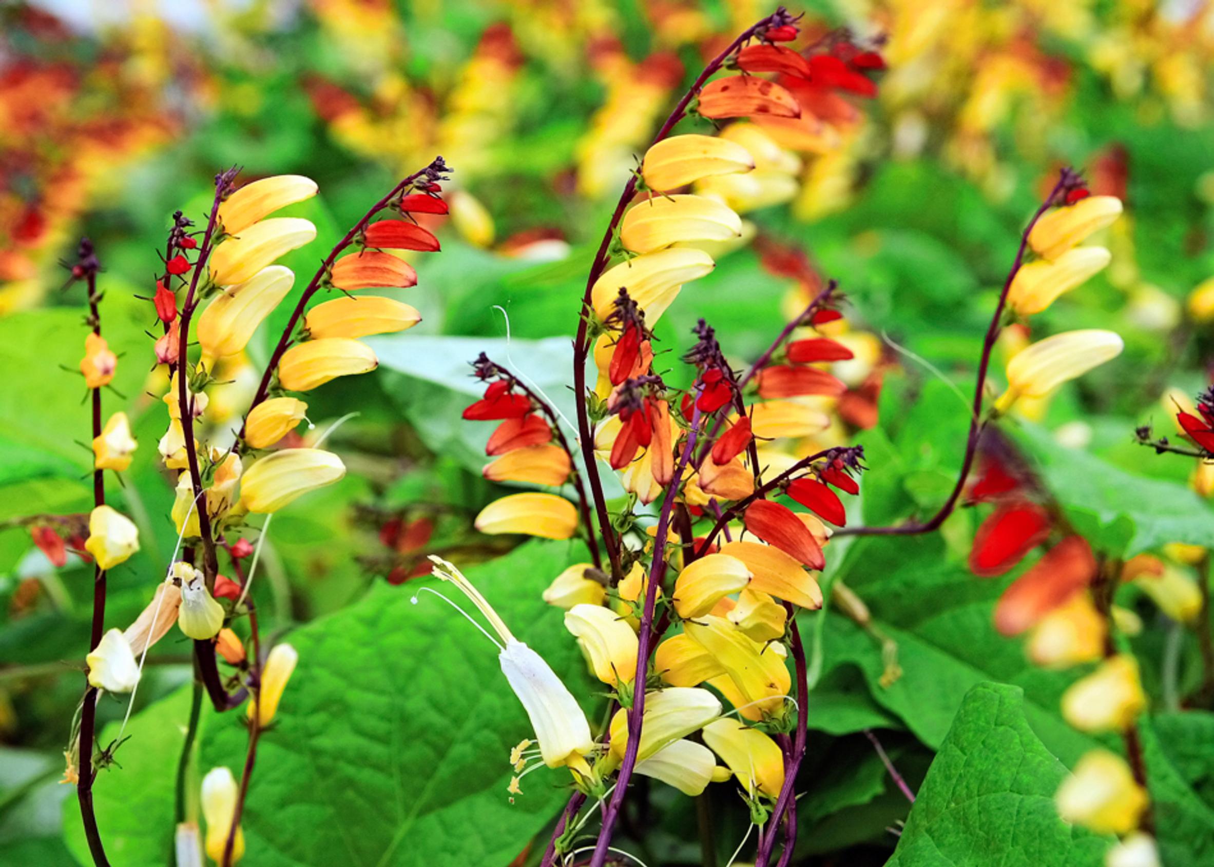 Fire vine