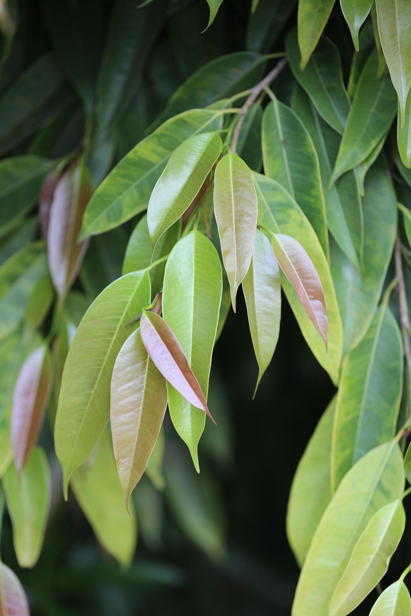 Ficus plant care