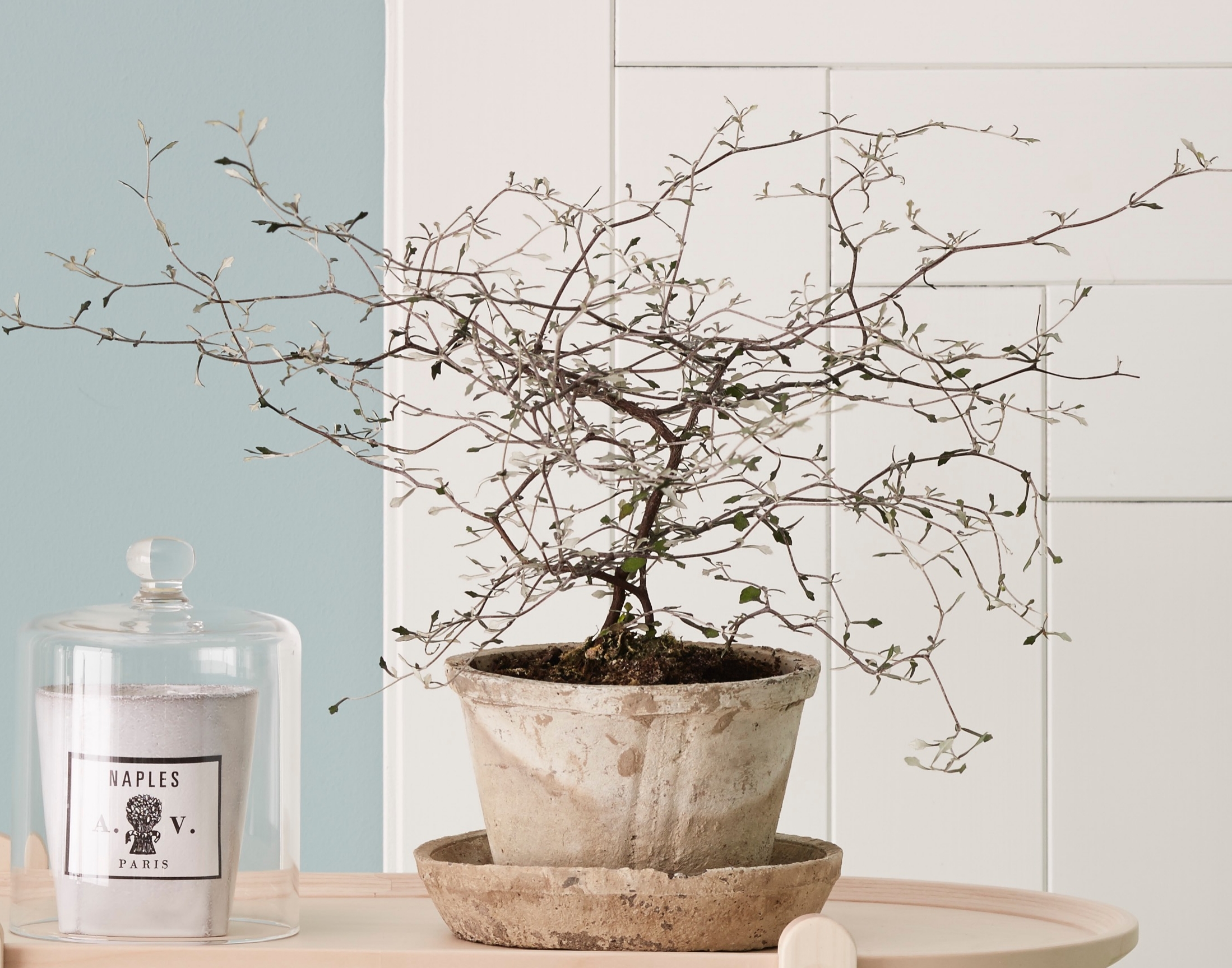 Wire-netting bush carehere's how to get it right | Kotona Living
