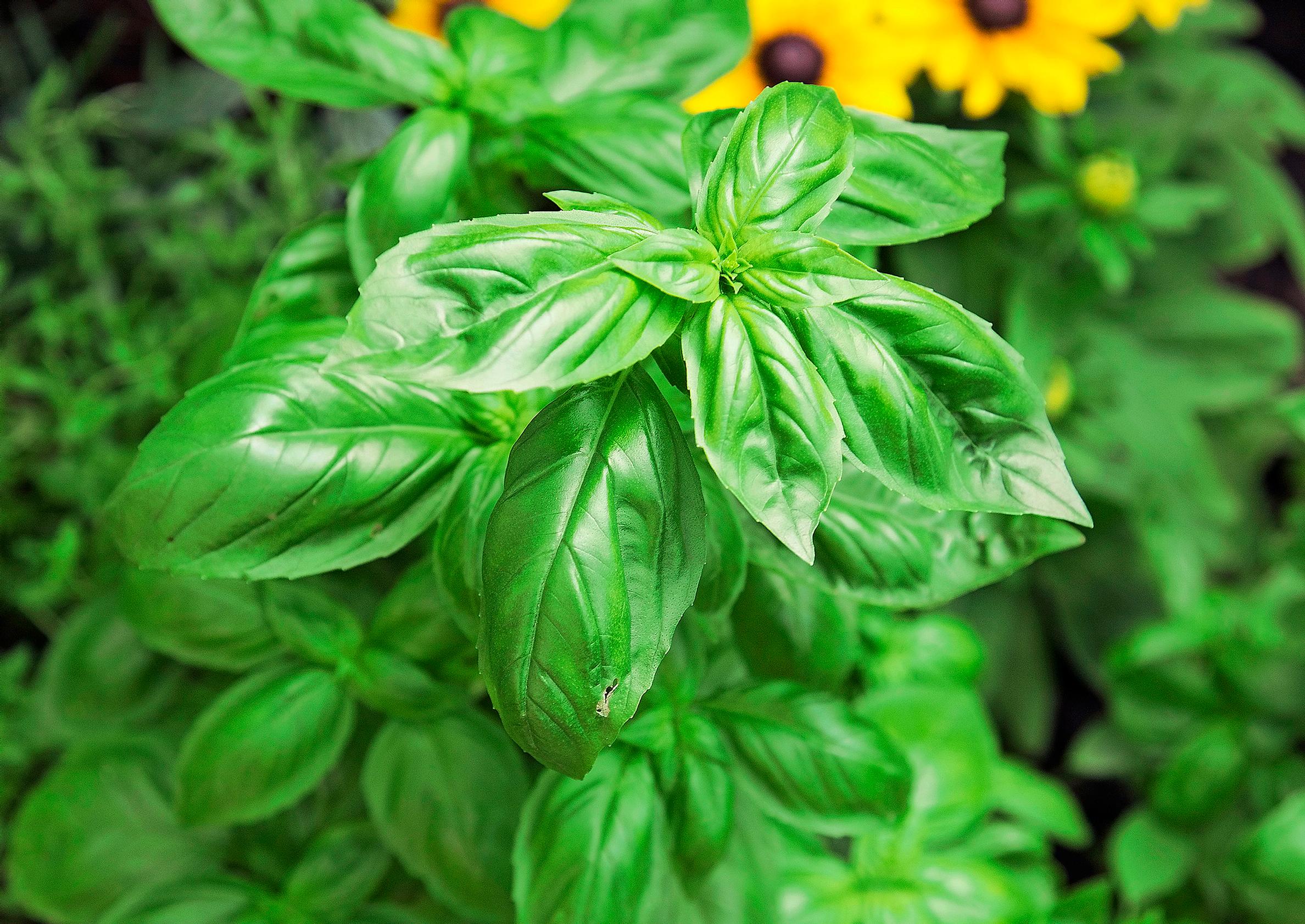 how to grow basil