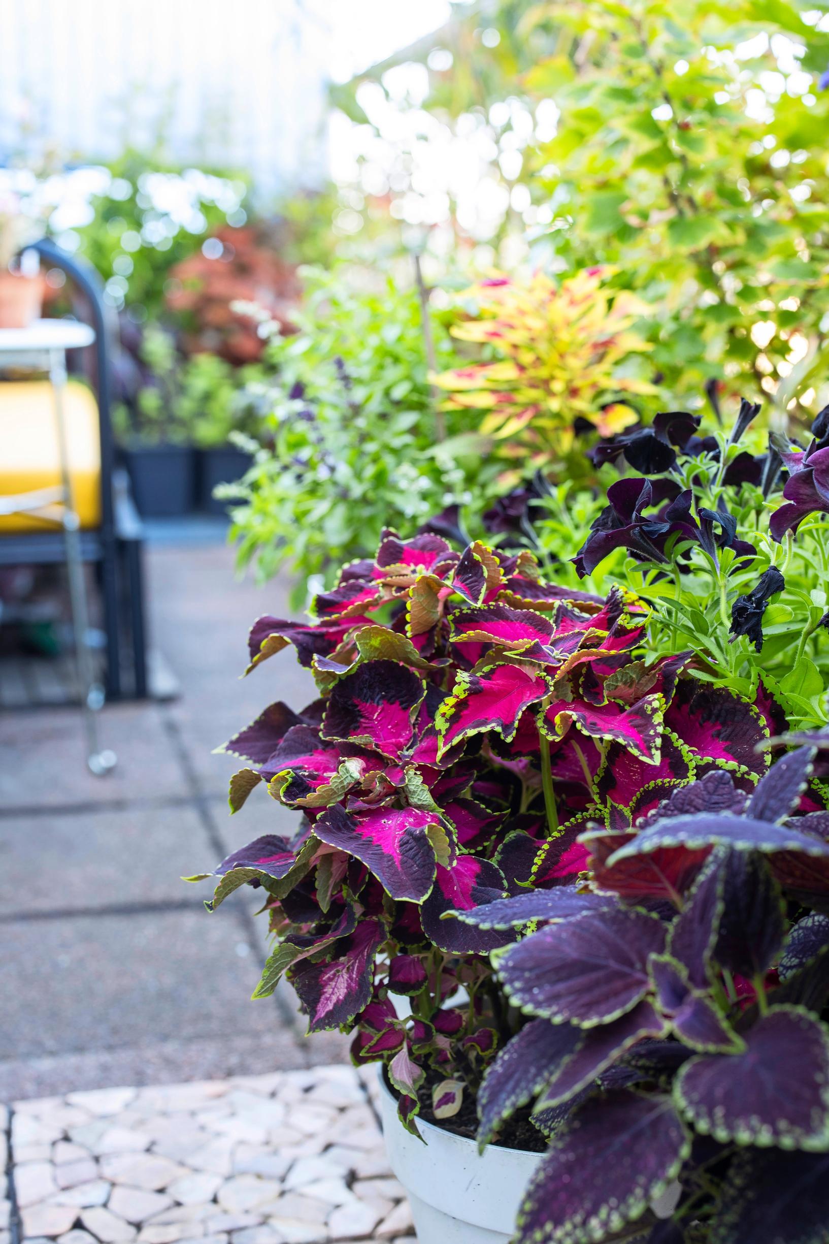 Balcony garden: Coleus in shades of purple and fuchsia