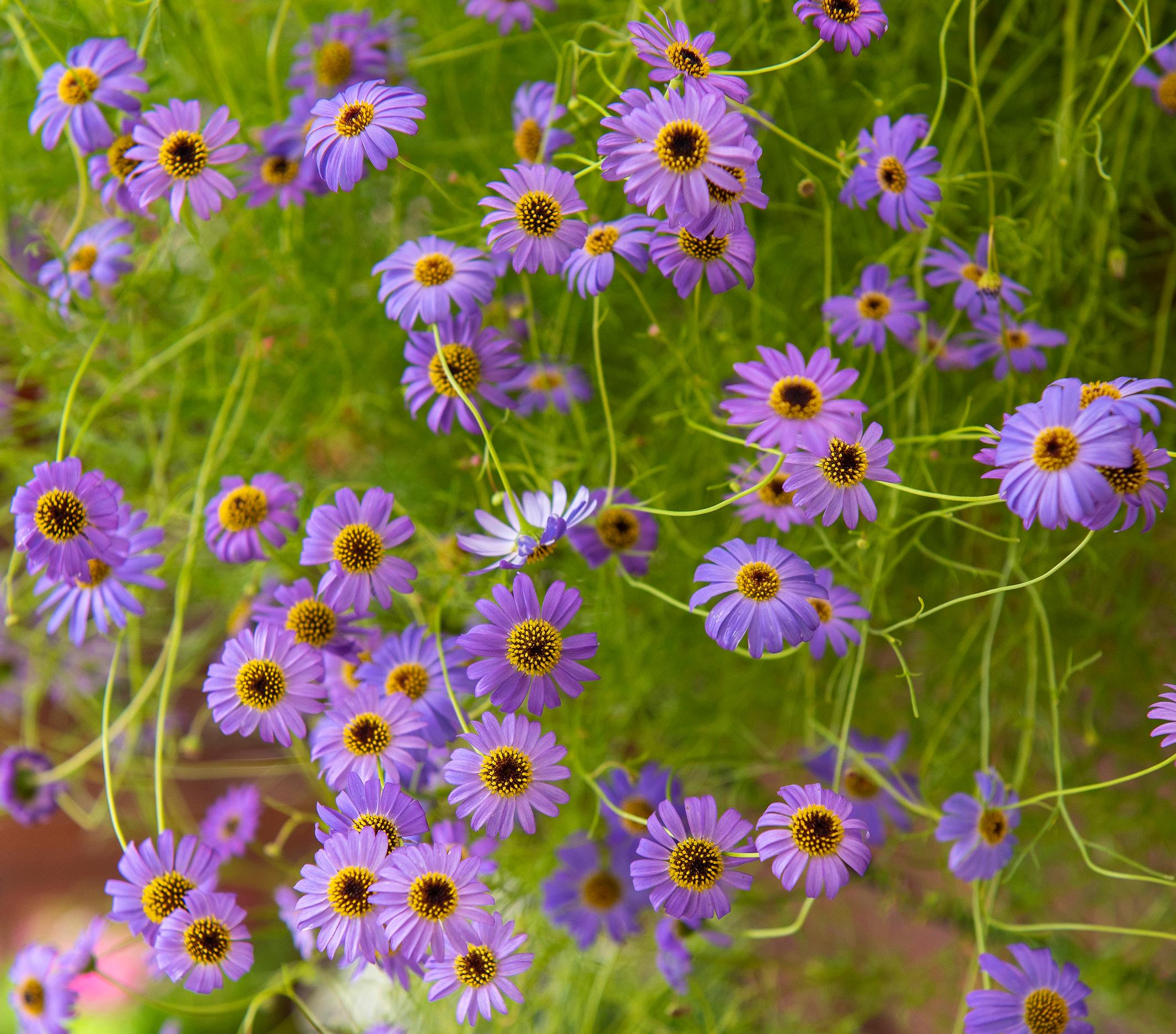 Swan River daisy ‘Blue Splendour’ is also great for hanging baskets.