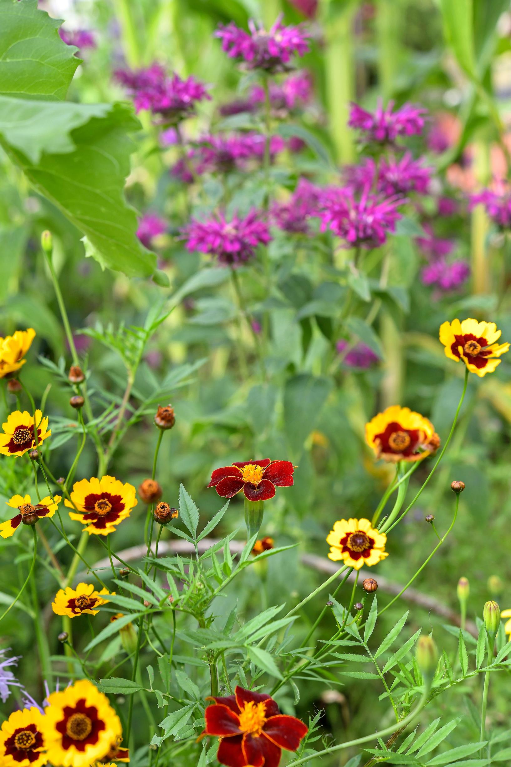 Calliopsis, French marigold ’Burning Embers’. In the background, purple bergamot.