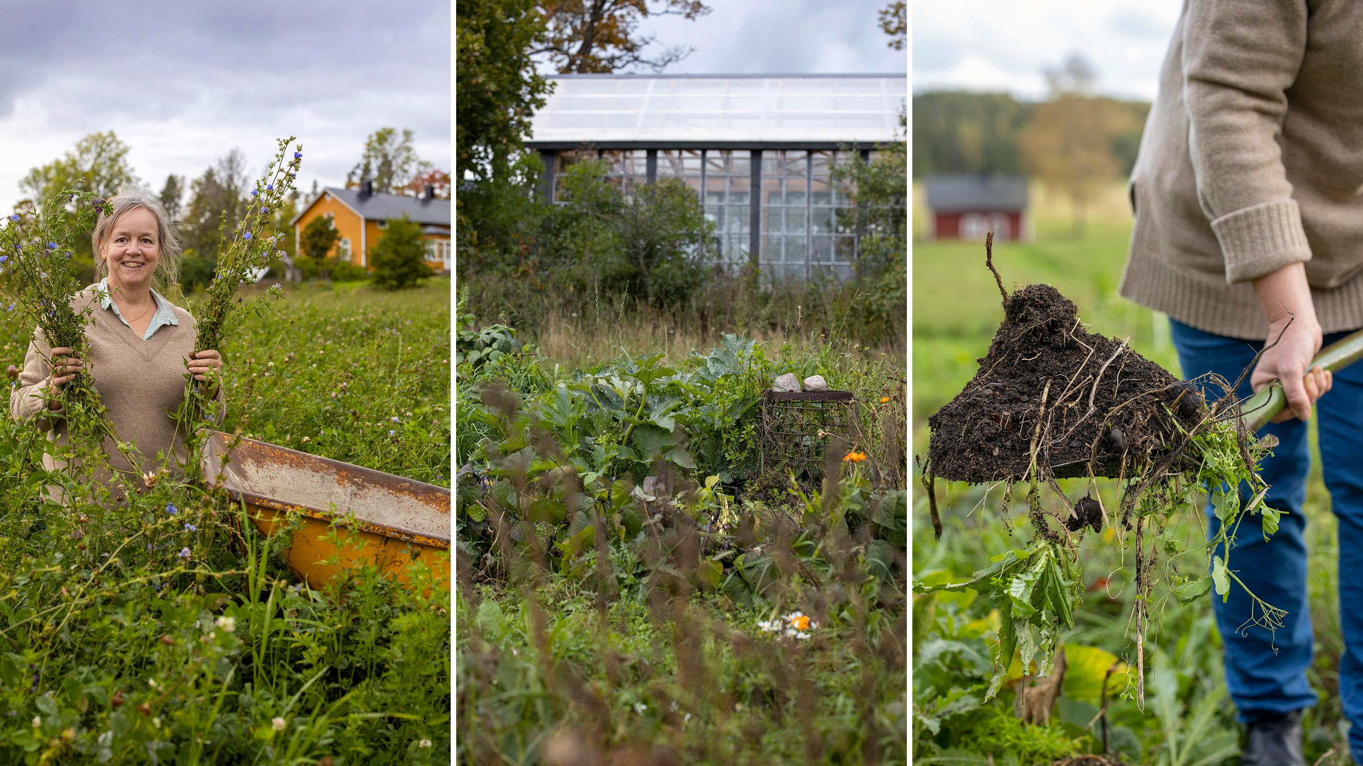 No bare soil in Nina’s garden: “When the soil is healthy and diverse, the plants stay healthy too”