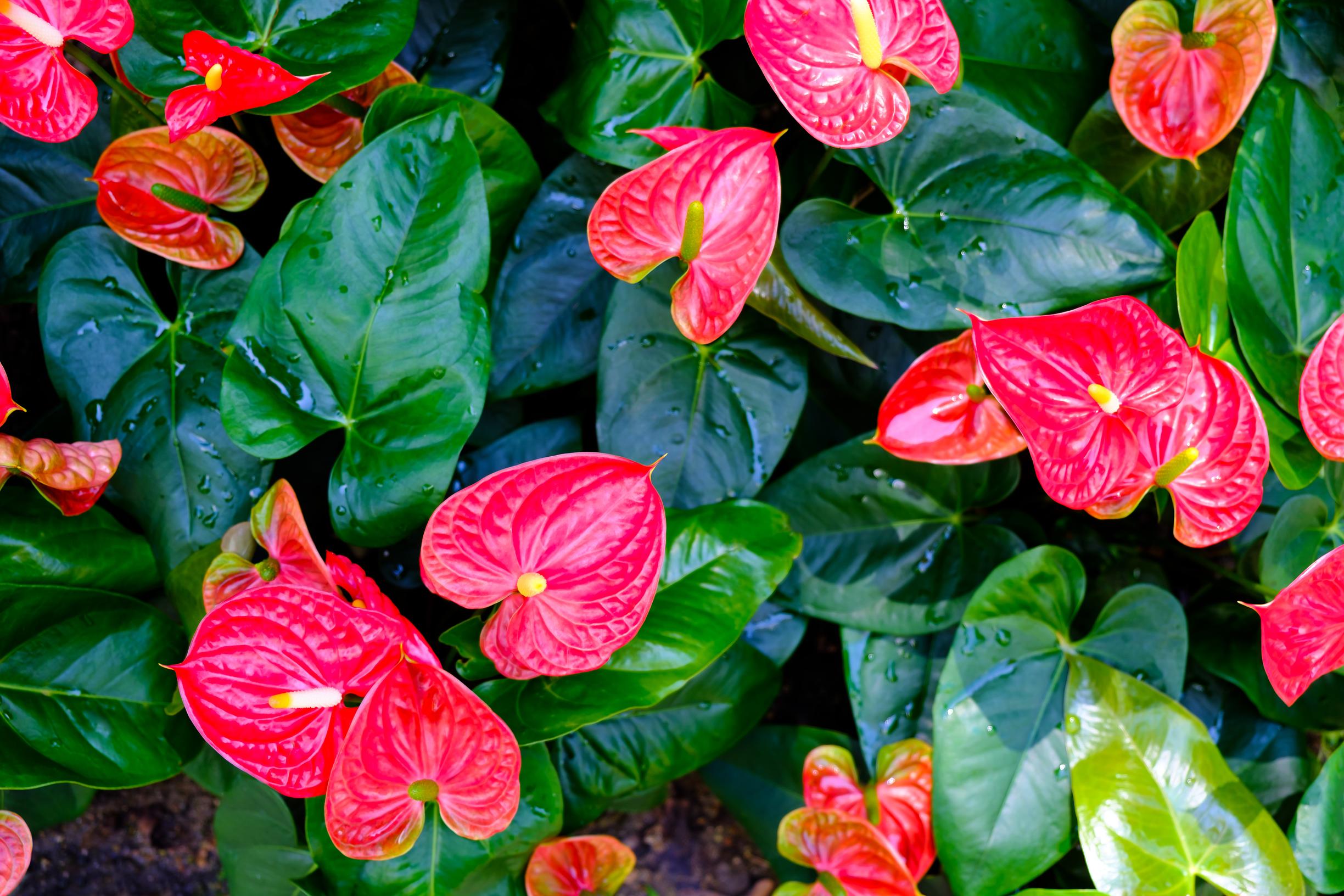 Anthurium Andreanum