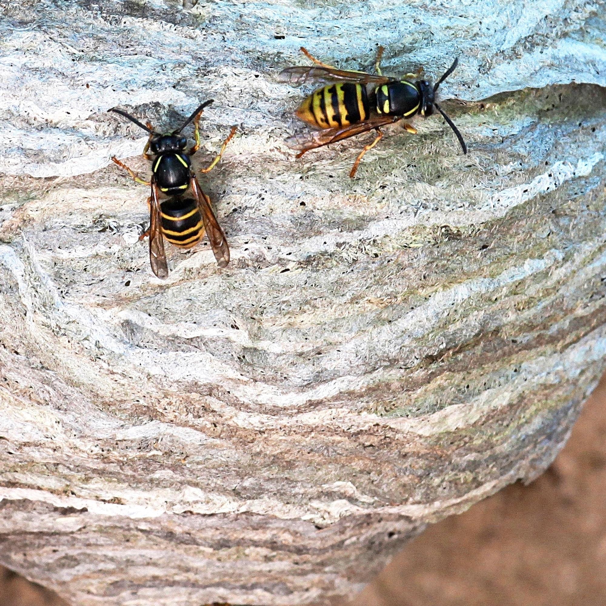 Insects are driving you crazy? See our tips for repelling them naturally