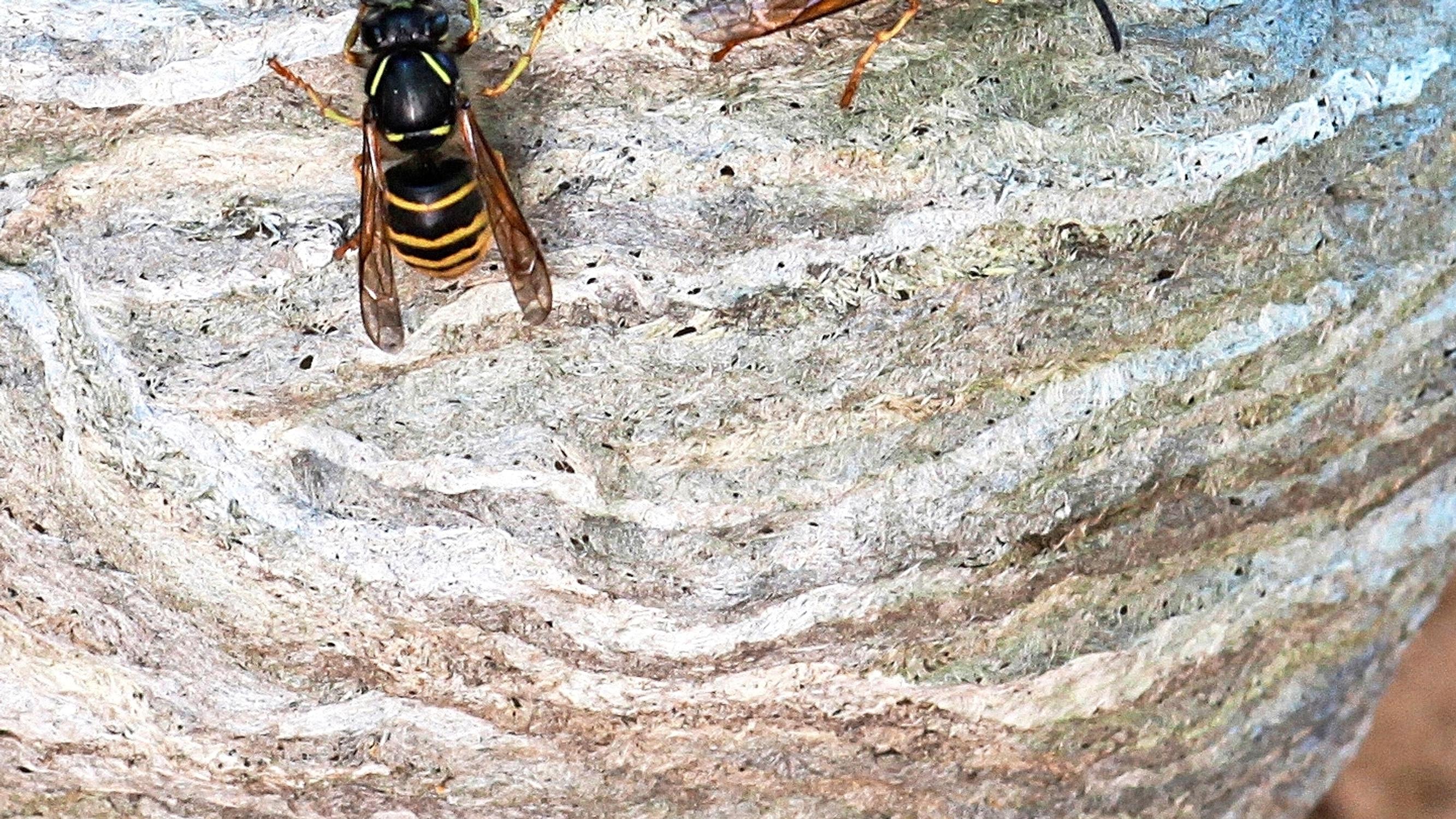 Insects are driving you crazy? See our tips for repelling them naturally
