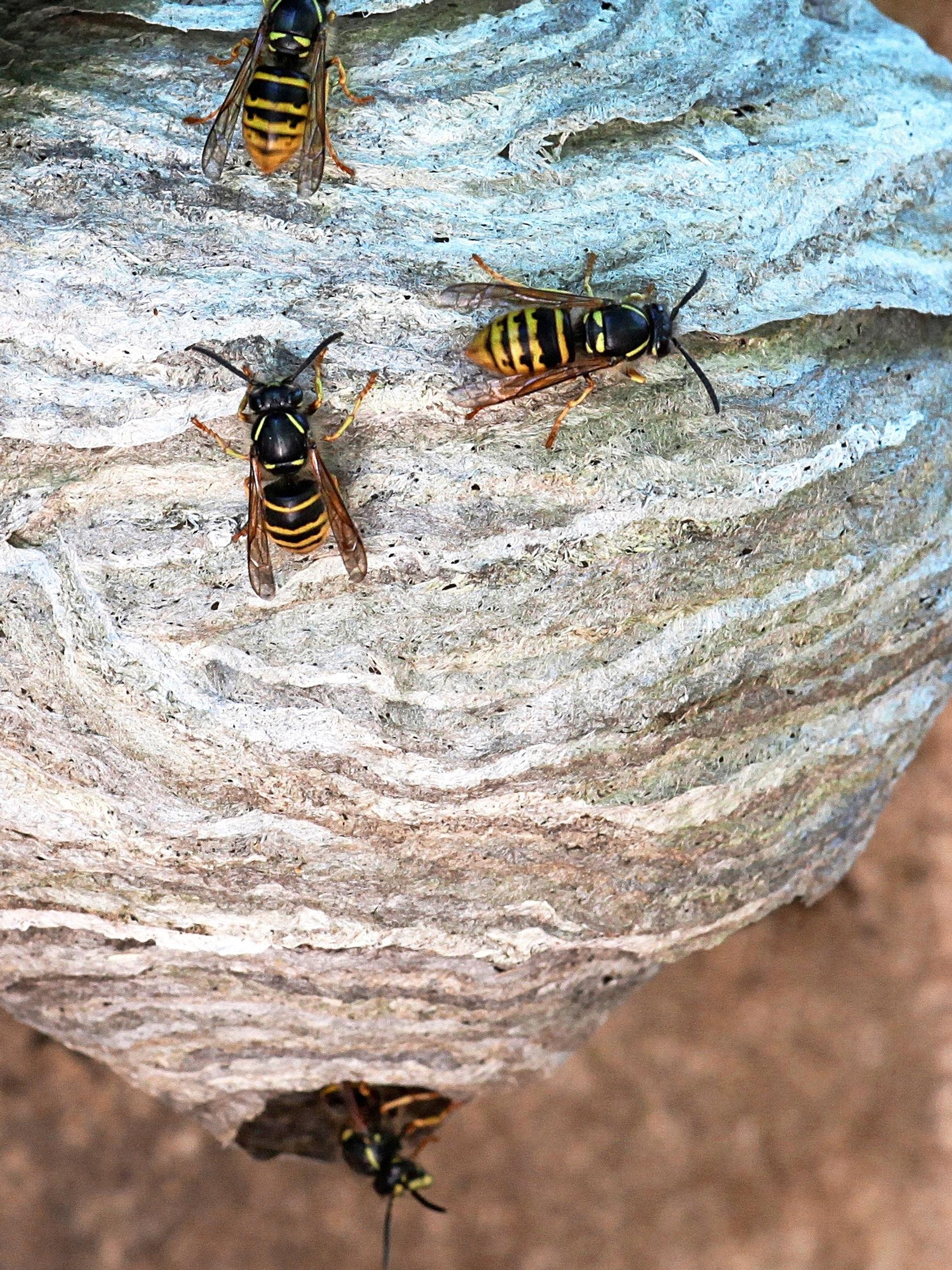 Insects are driving you crazy? See our tips for repelling them naturally