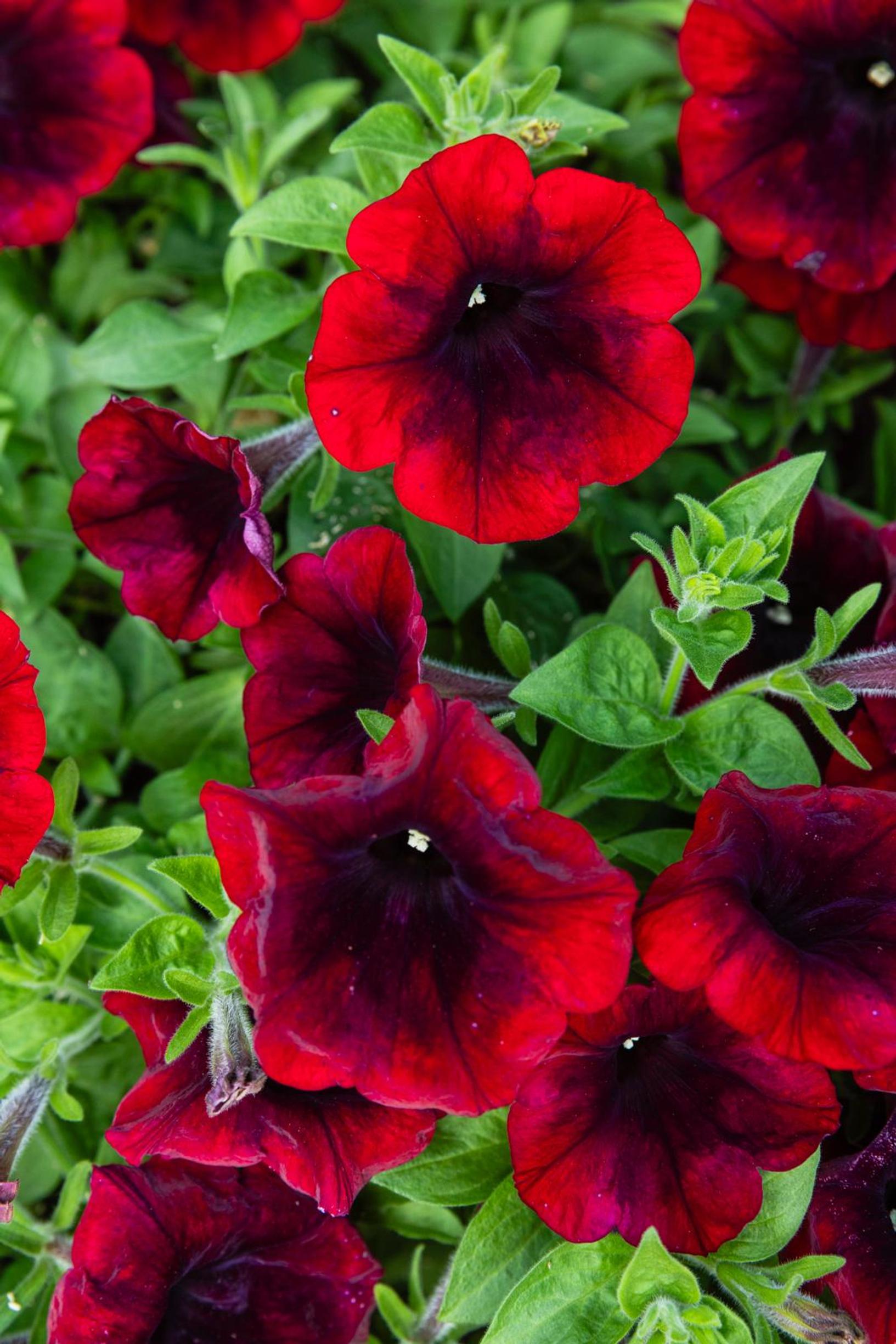 Red petunia