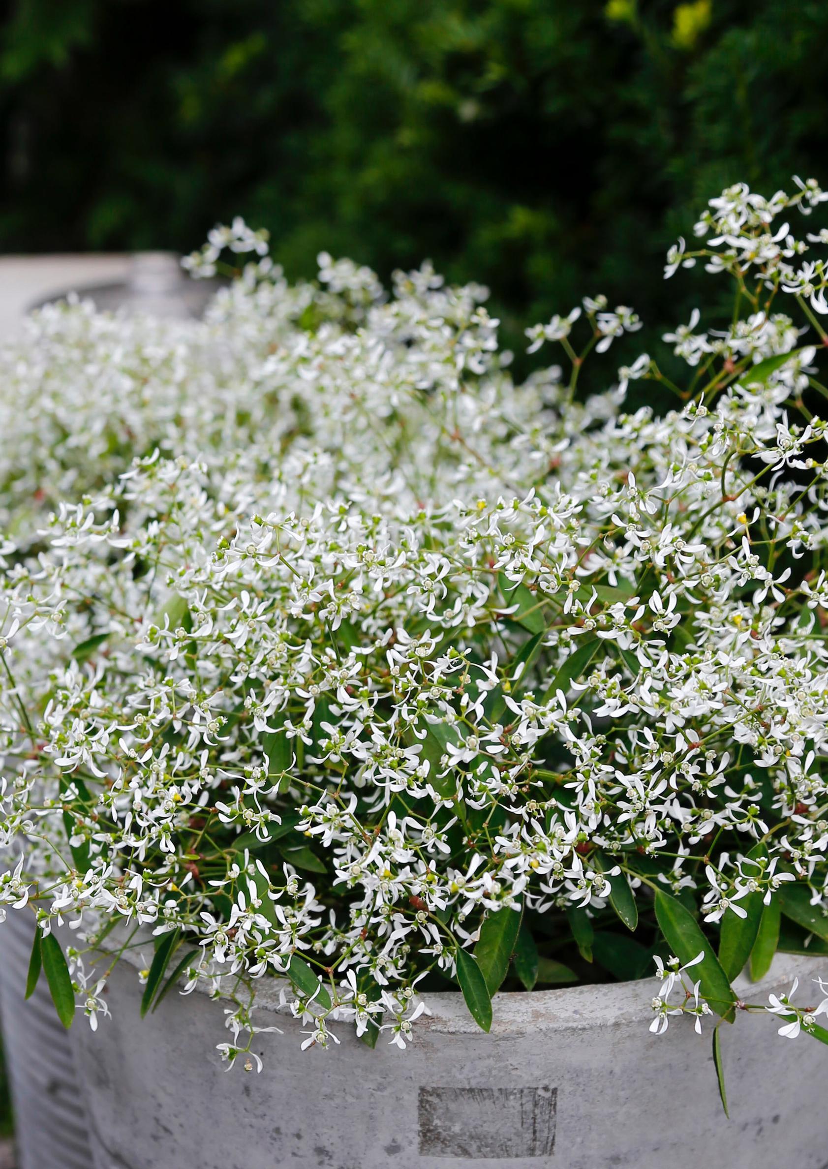 summer flower graceful spurge