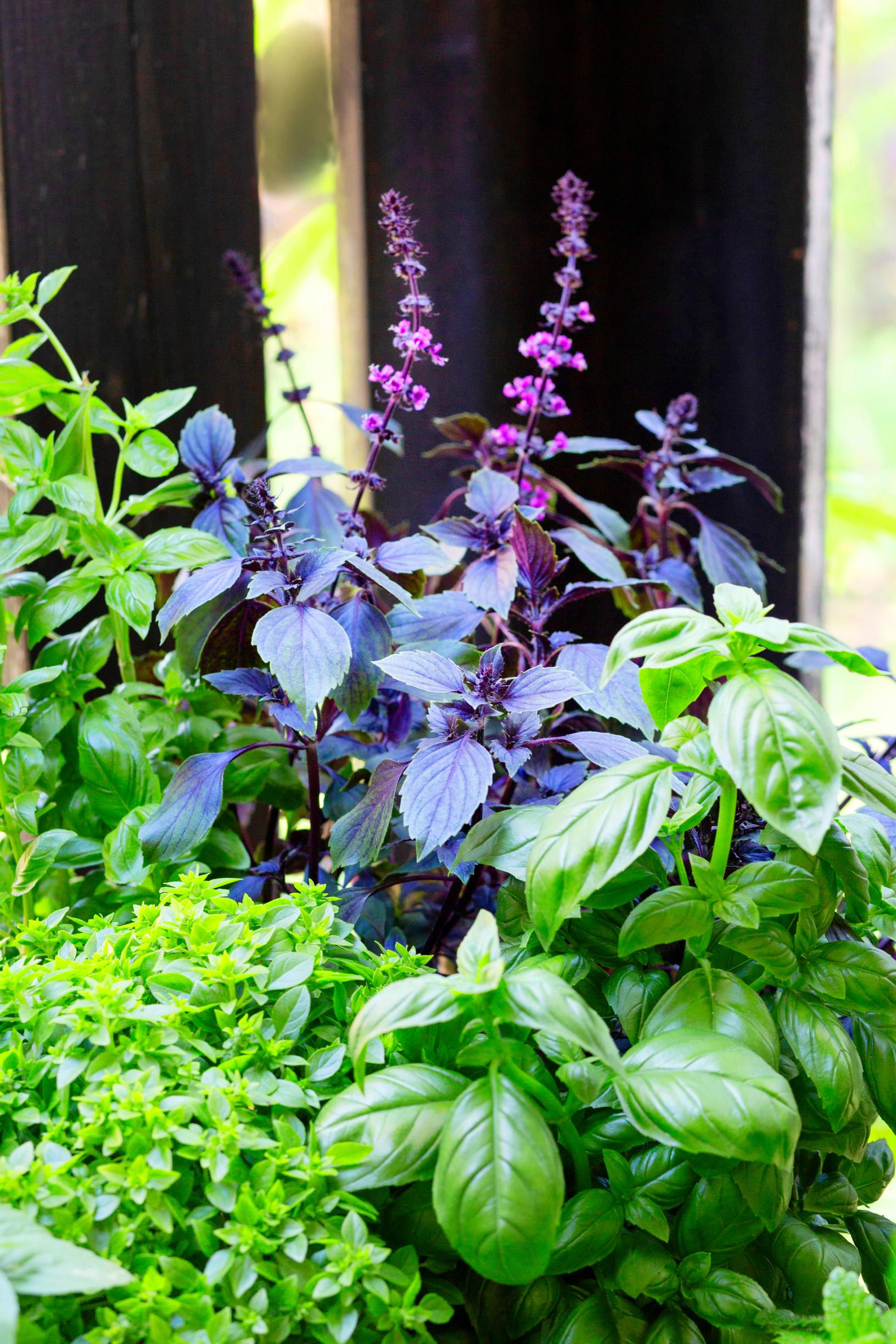 how to grow basil