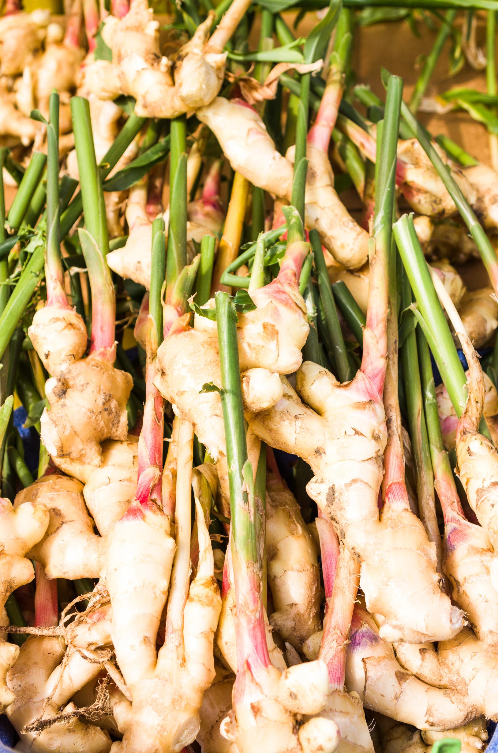 Growing ginger: when fresh, ginger is thin-skinned, juicy, and mildly flavored.