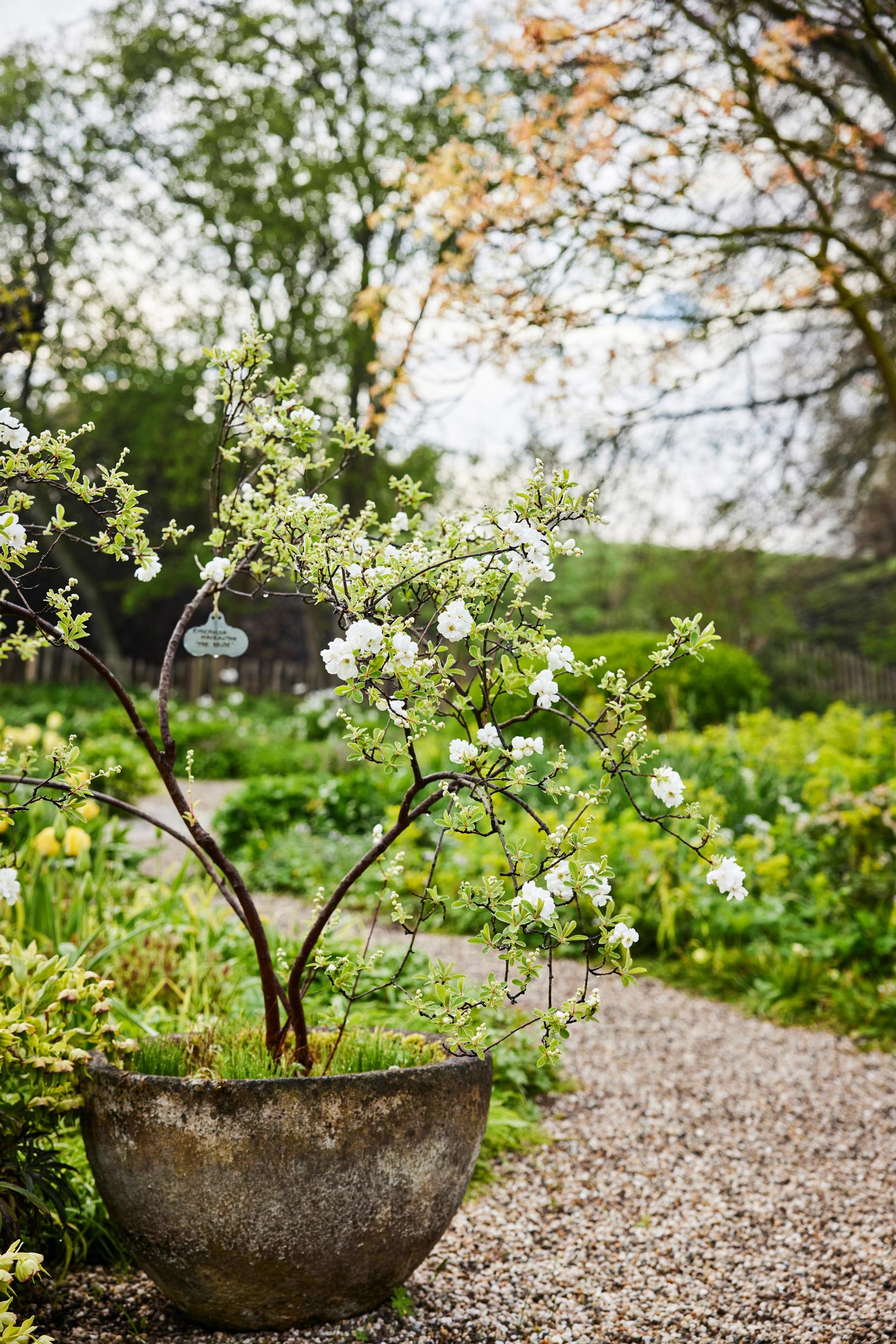 Jacqueline van der Kloet’s garden
