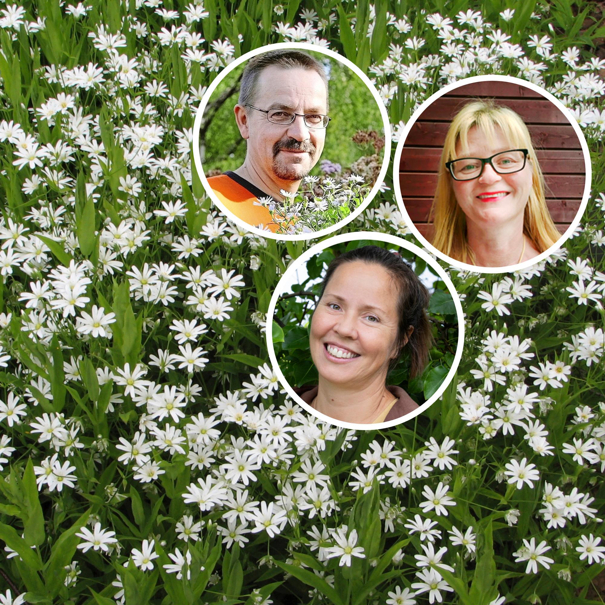 Perennials for tree shade: “a phenomenal ability to thrive”