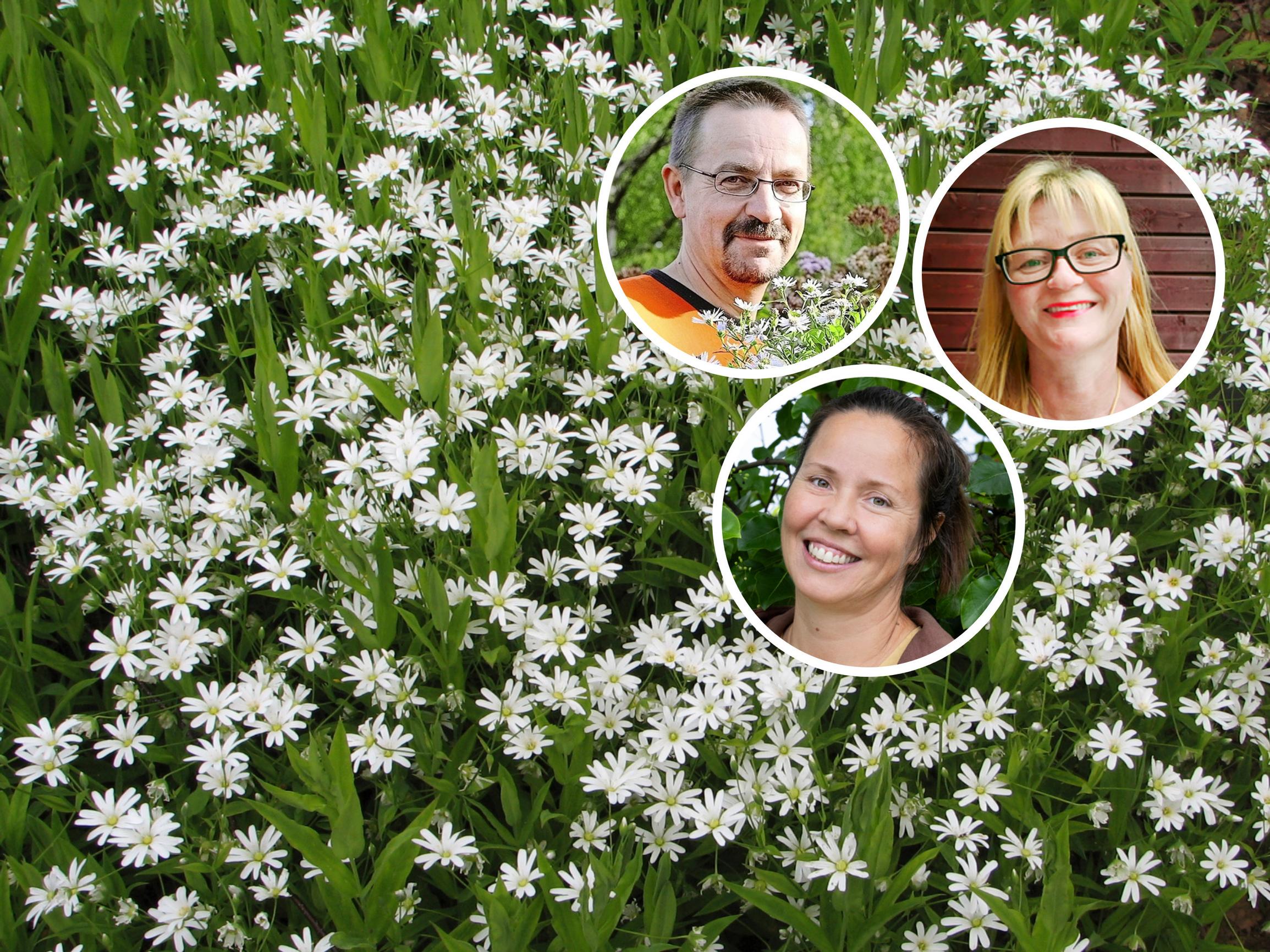 Perennials for tree shade: “a phenomenal ability to thrive”