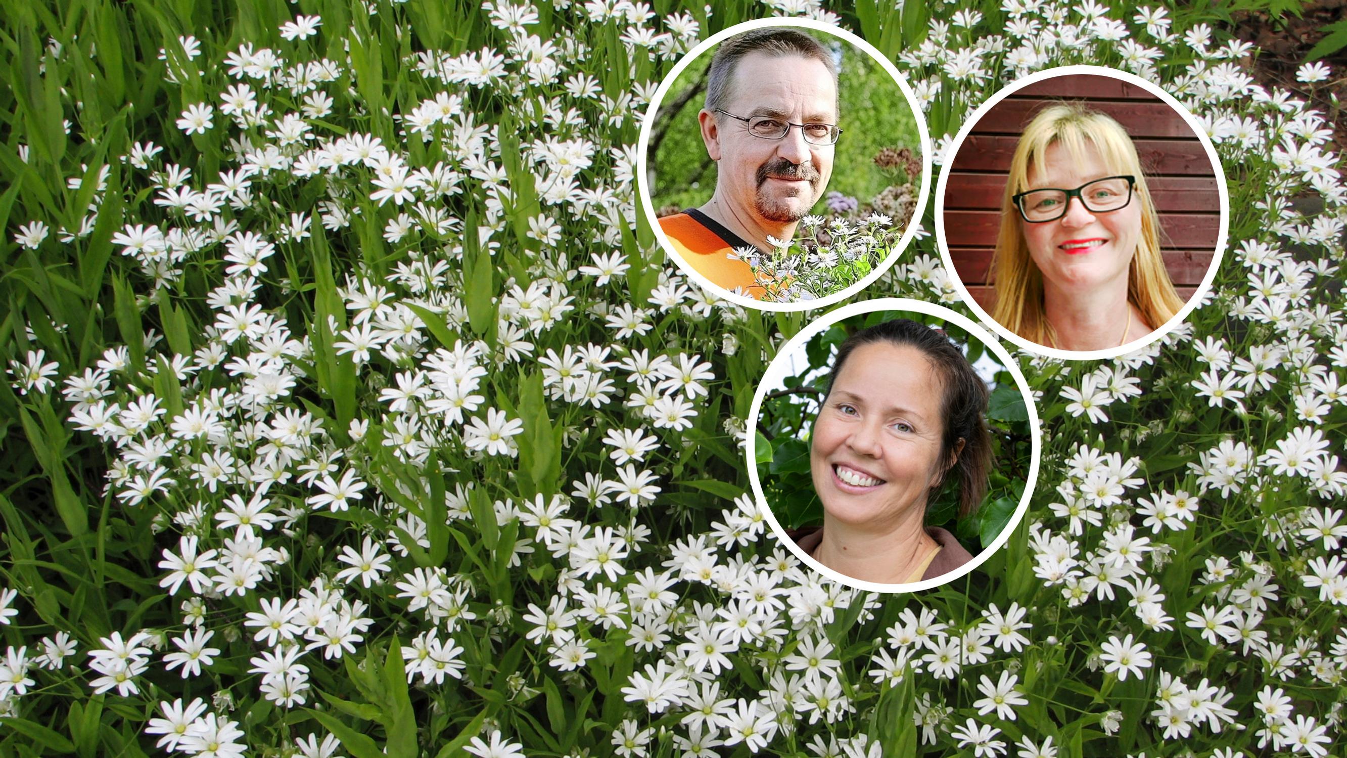 Perennials for tree shade: “a phenomenal ability to thrive”