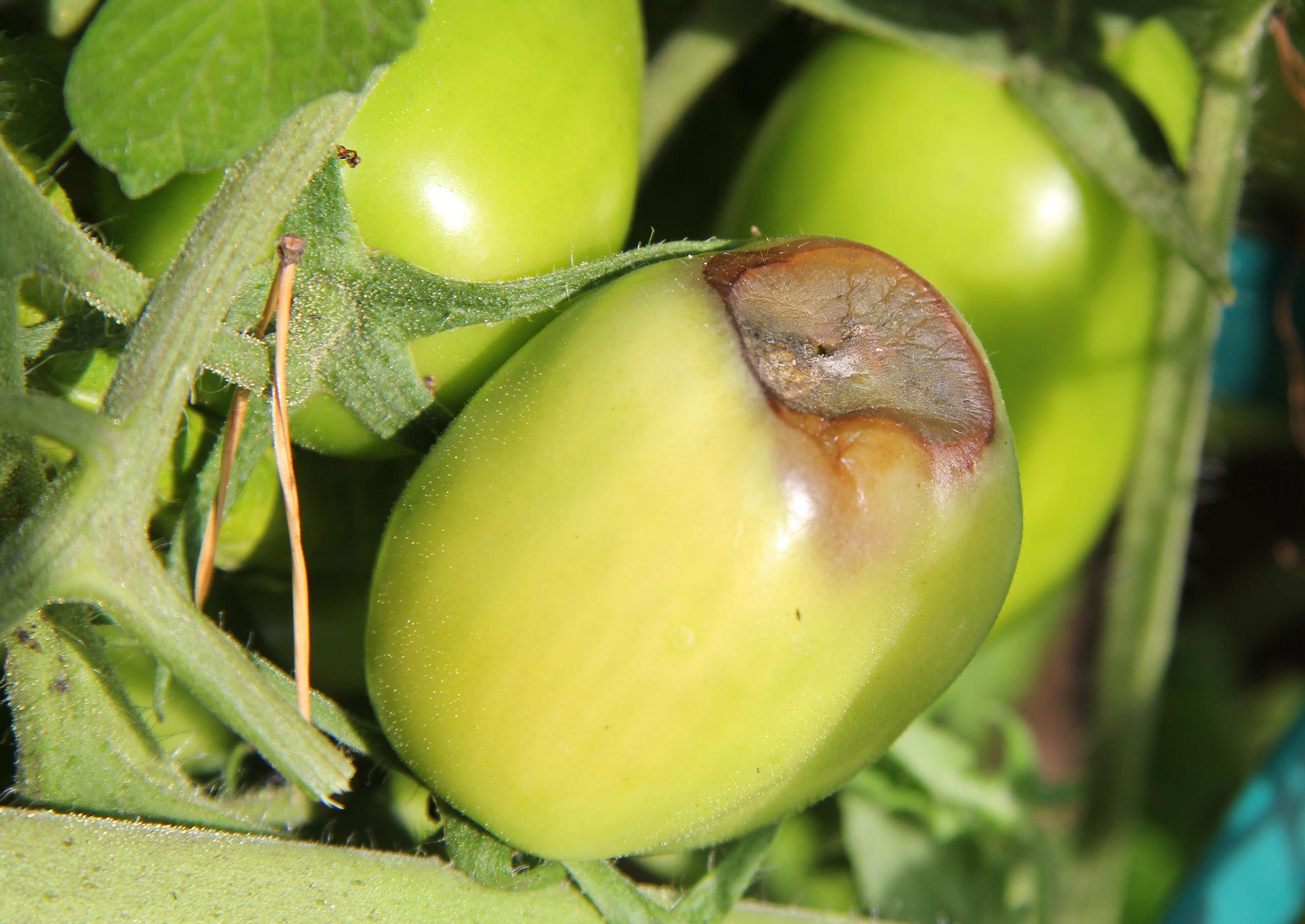 Tomato plant diseases: blossom-end rot